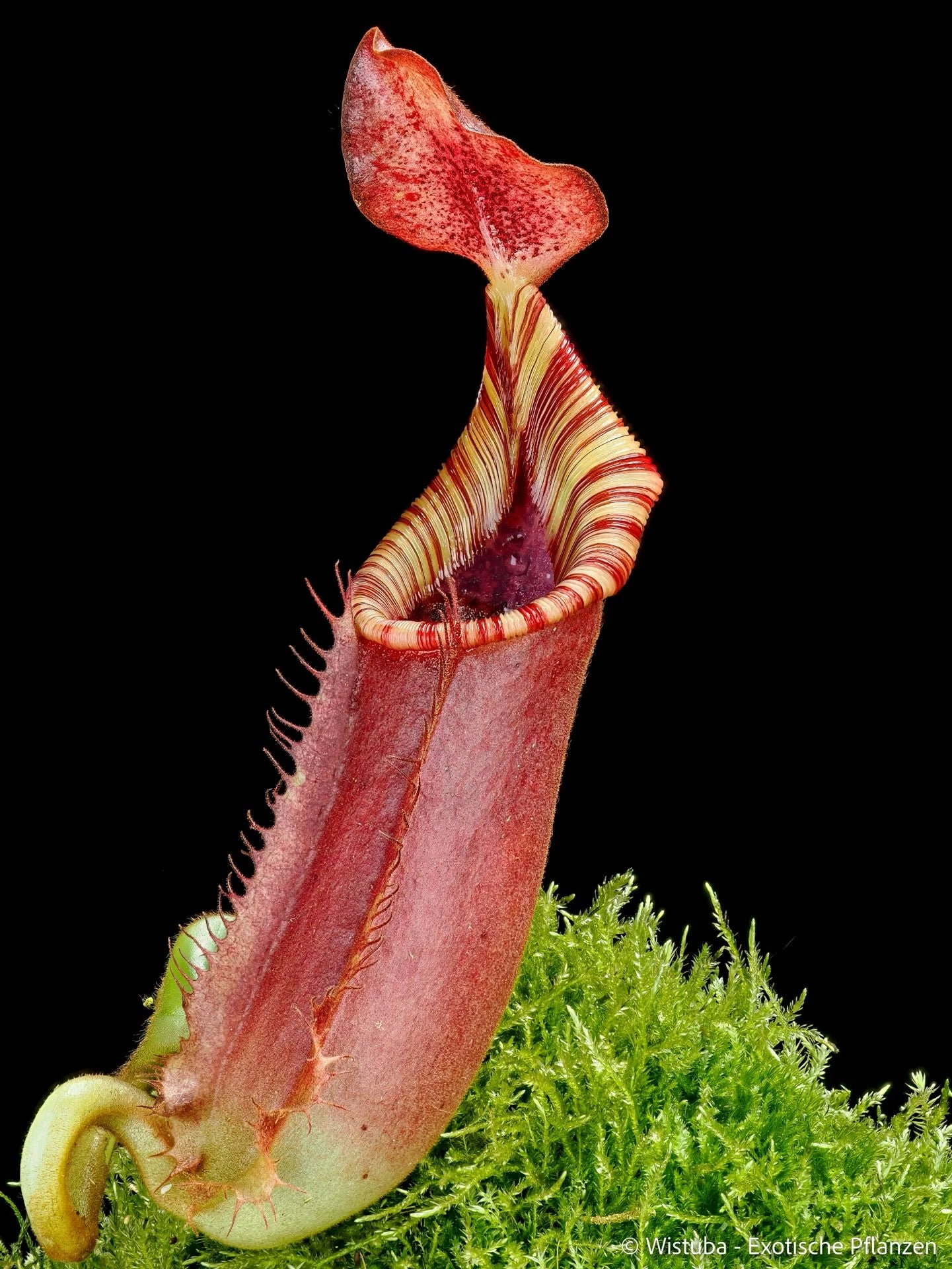Nepenthes veitchii x (lowii x ephippiata) 大森食虫植物農園