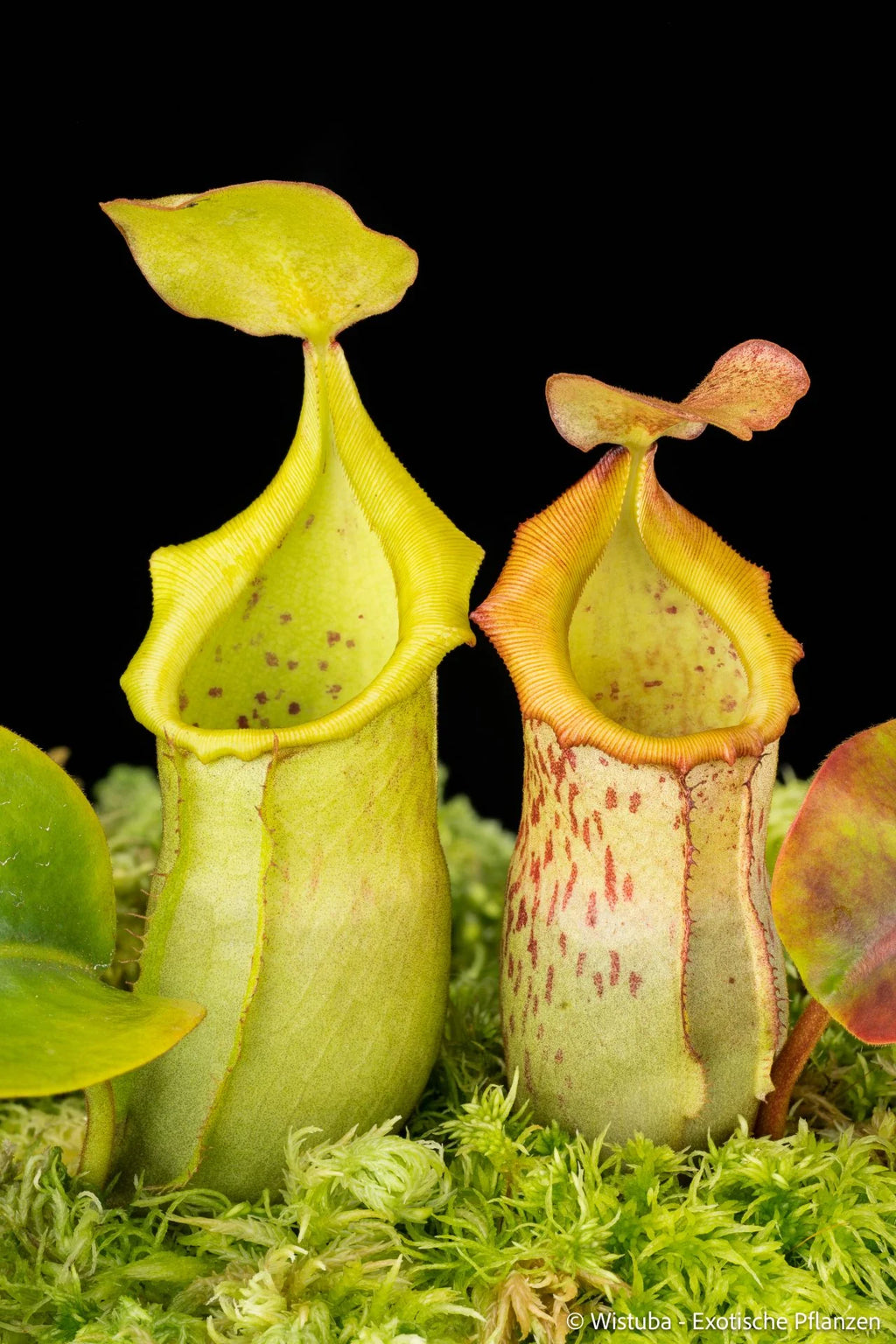 Nepenthes veitchii x campanulata 大森食虫植物農園