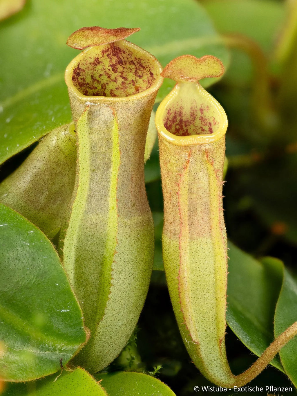 Nepenthes veitchii x campanulata 大森食虫植物農園