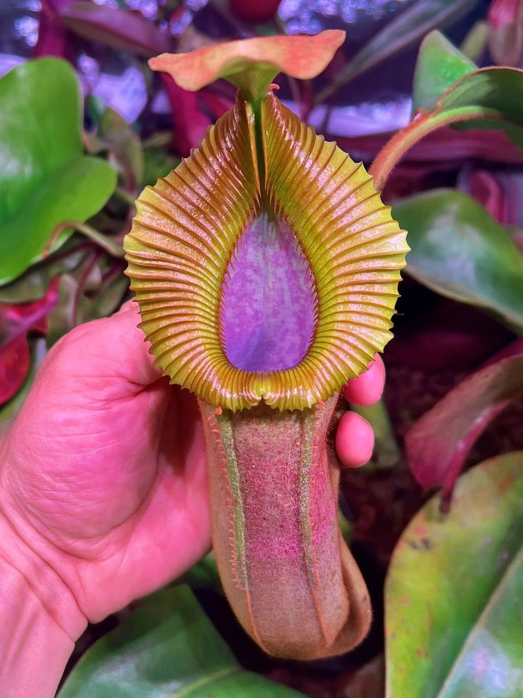 Nepenthes veitchii x edwardsiana 大森食虫植物農園