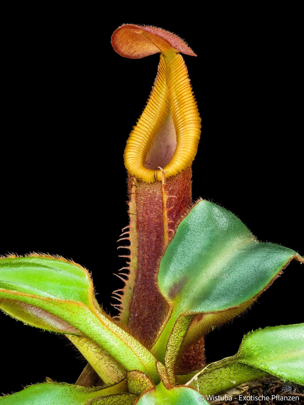 Nepenthes veitchii x edwardsiana 大森食虫植物農園