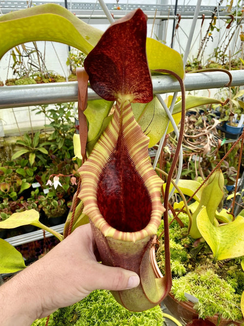 Nepenthes veitchii x lowii 大森食虫植物農園