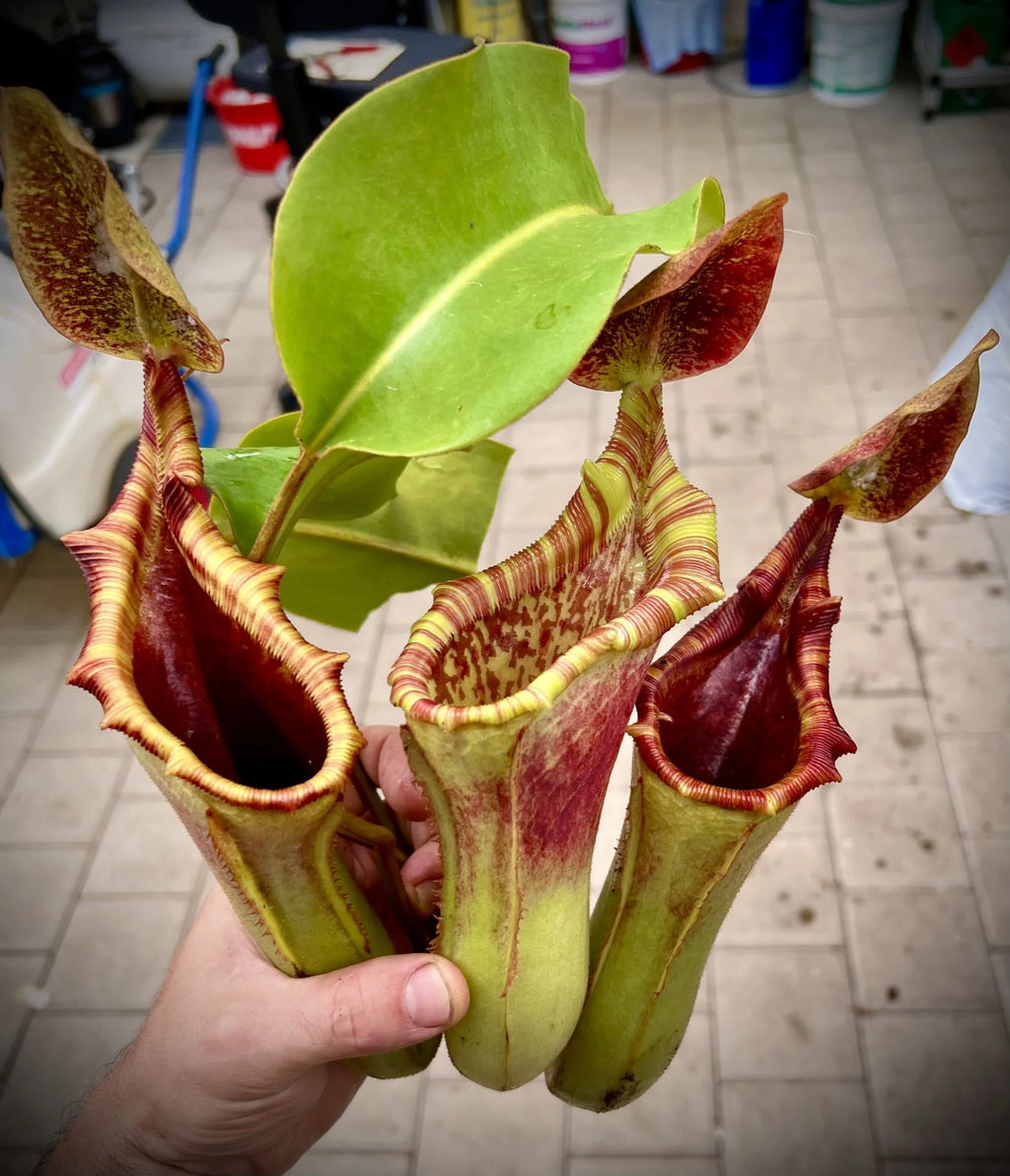 Nepenthes veitchii x lowii 大森食虫植物農園