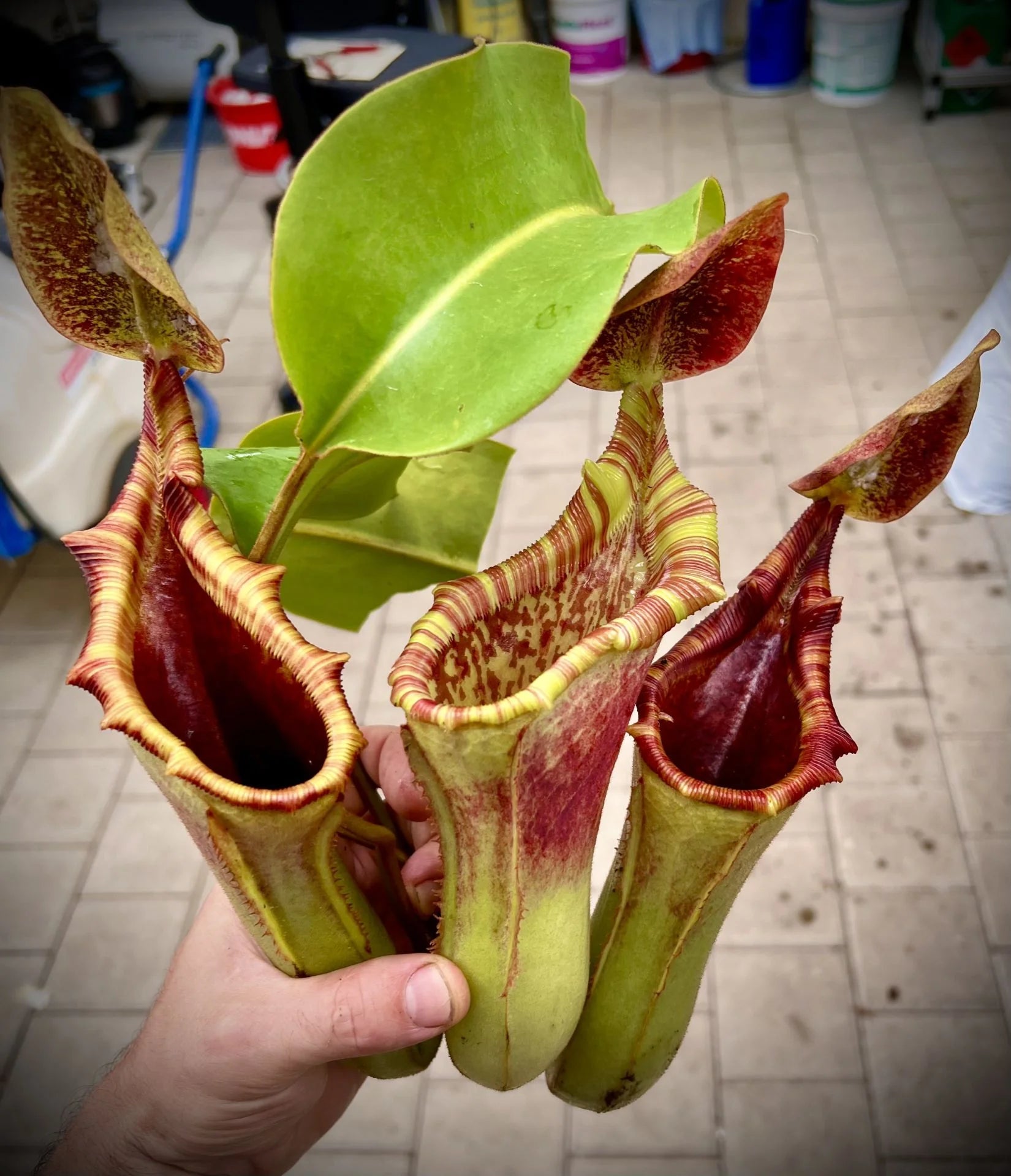 Nepenthes veitchii x lowii 大森食虫植物農園
