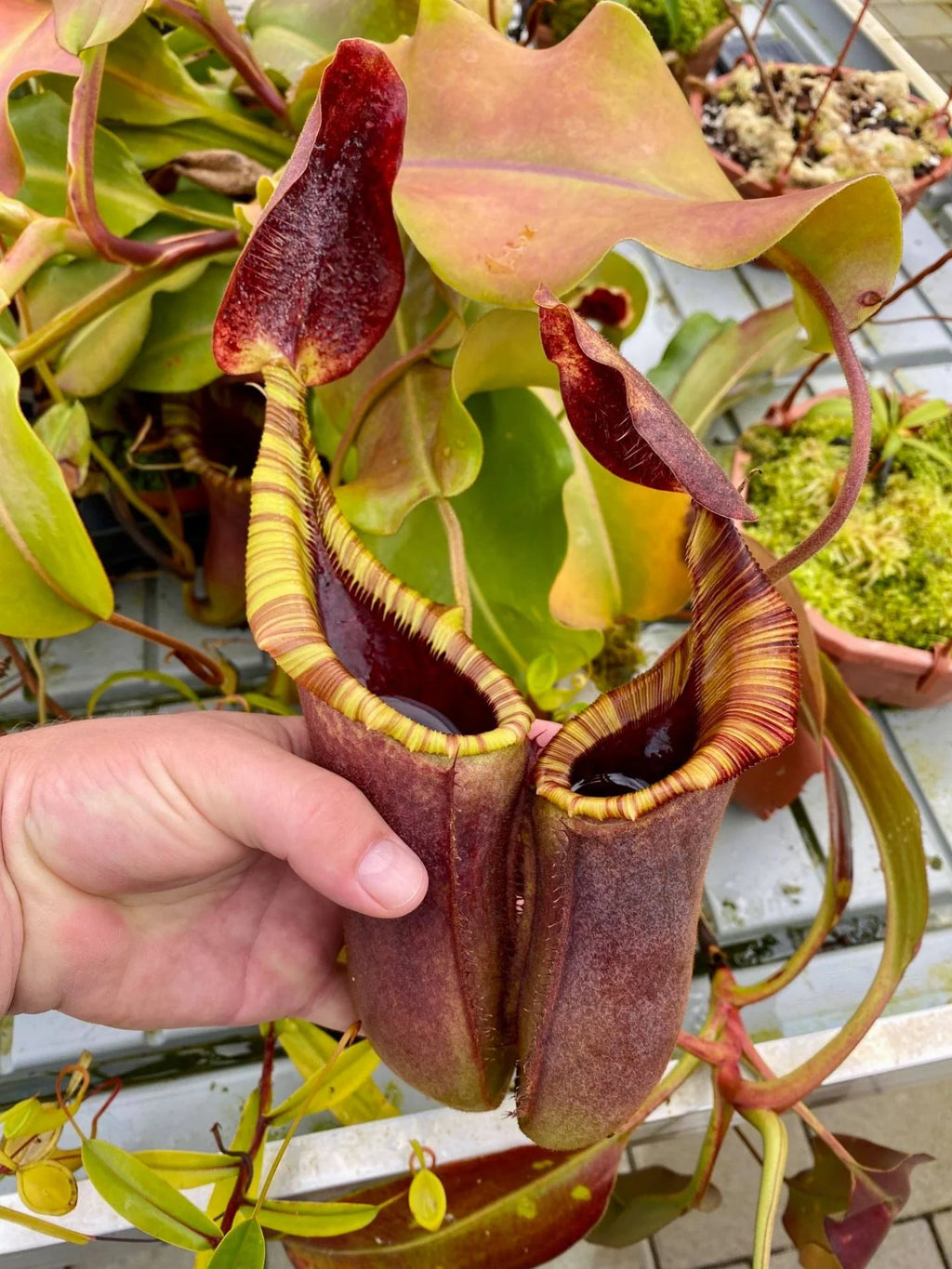 Nepenthes veitchii x lowii 大森食虫植物農園