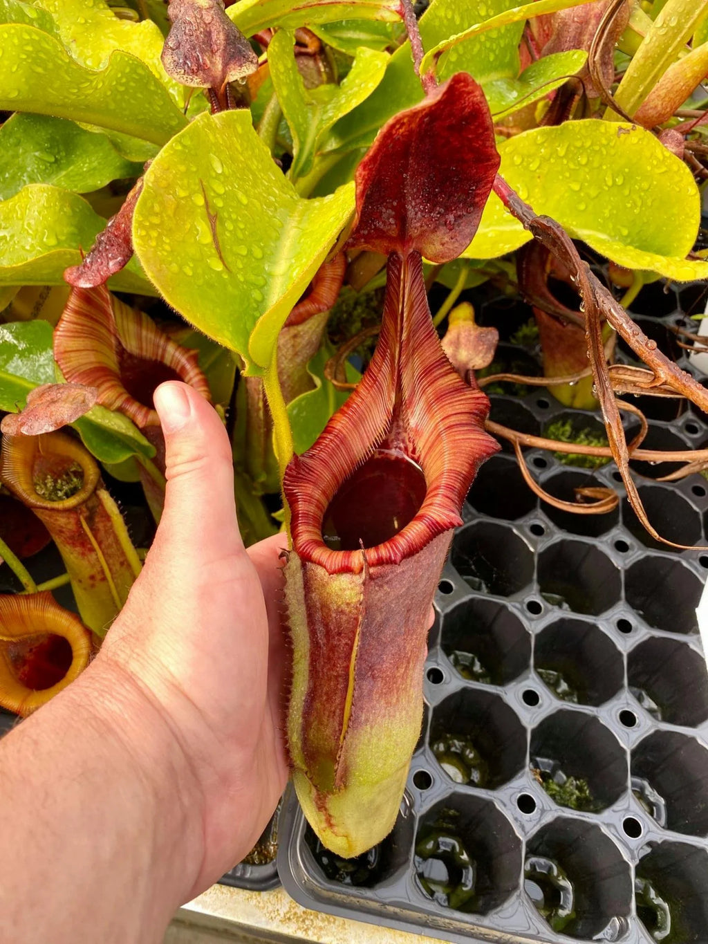 Nepenthes veitchii x lowii 大森食虫植物農園