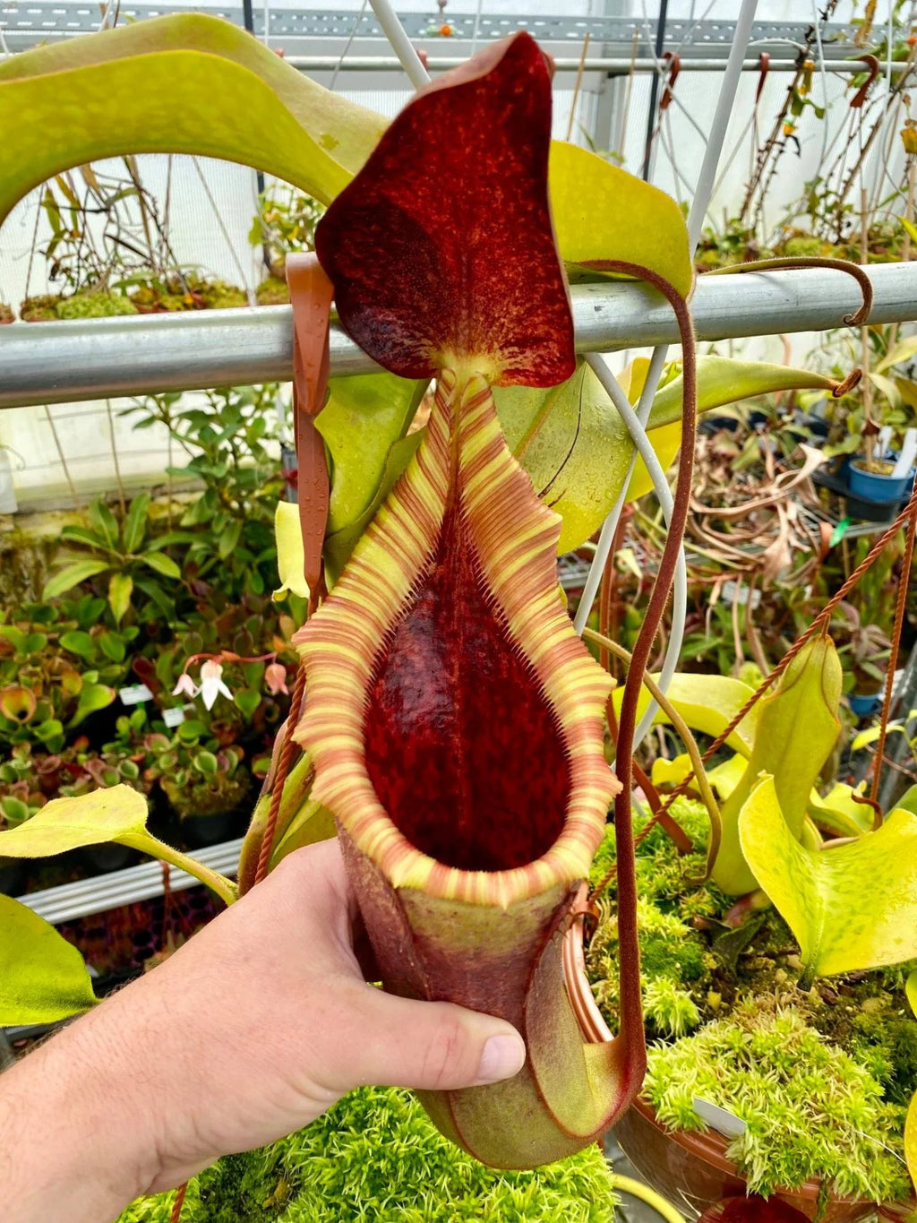 Nepenthes veitchii x lowii 大森食虫植物農園
