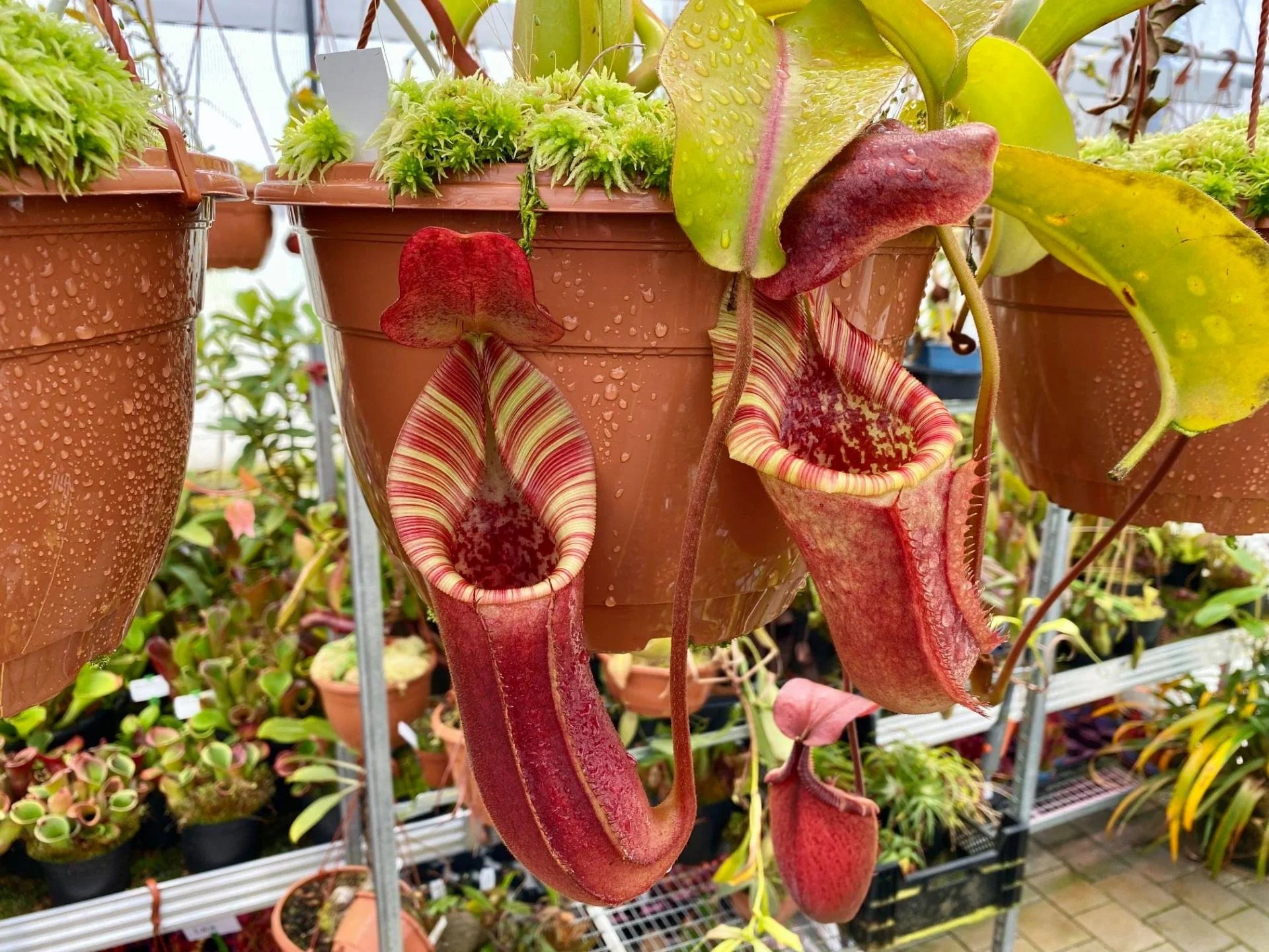 Nepenthes veitchii x lowii 大森食虫植物農園