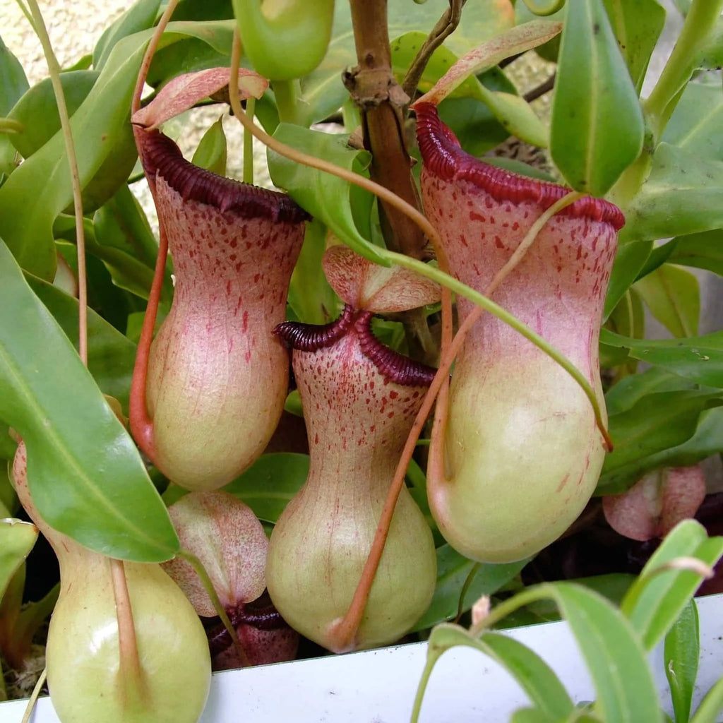 Nepenthes ventricosa, 12-20 cm 大森食虫植物農園