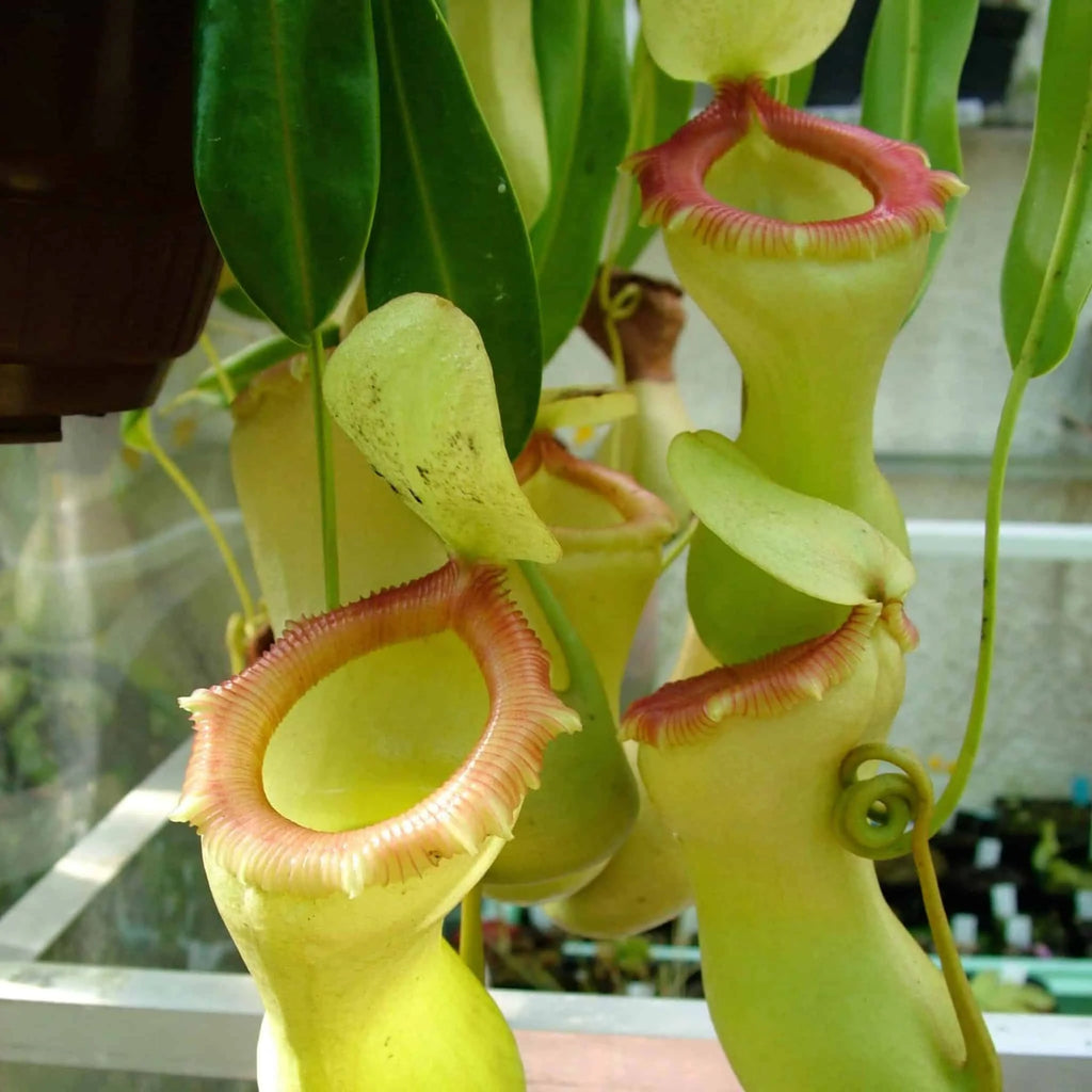 Nepenthes ventricosa, 12-20 cm 大森食虫植物農園