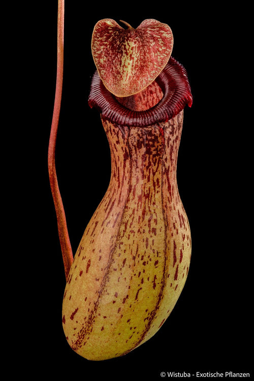 Nepenthes ventricosa (Madja-As) 大森食虫植物農園