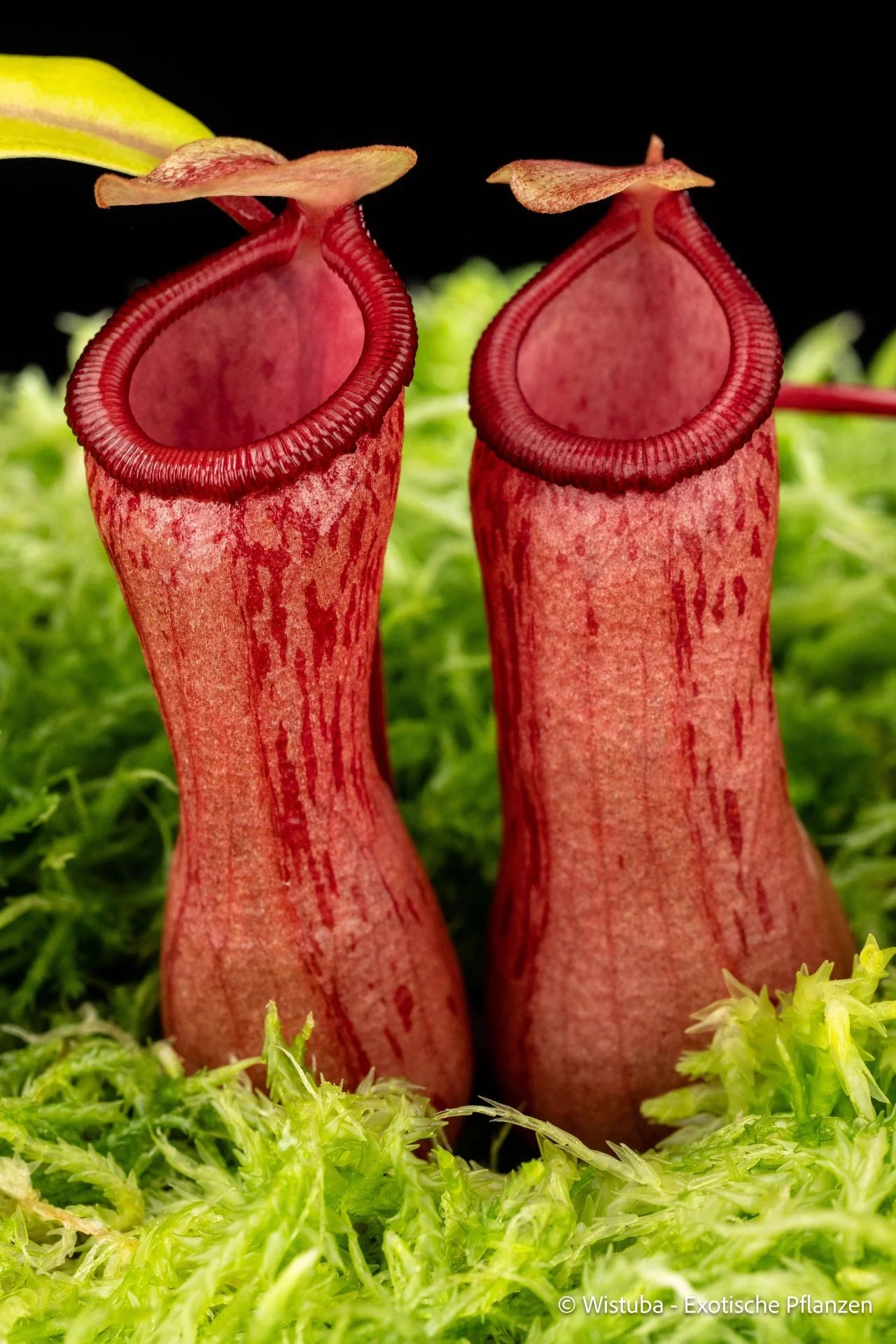 Nepenthes ventricosa (Philippines) 大森食虫植物農園