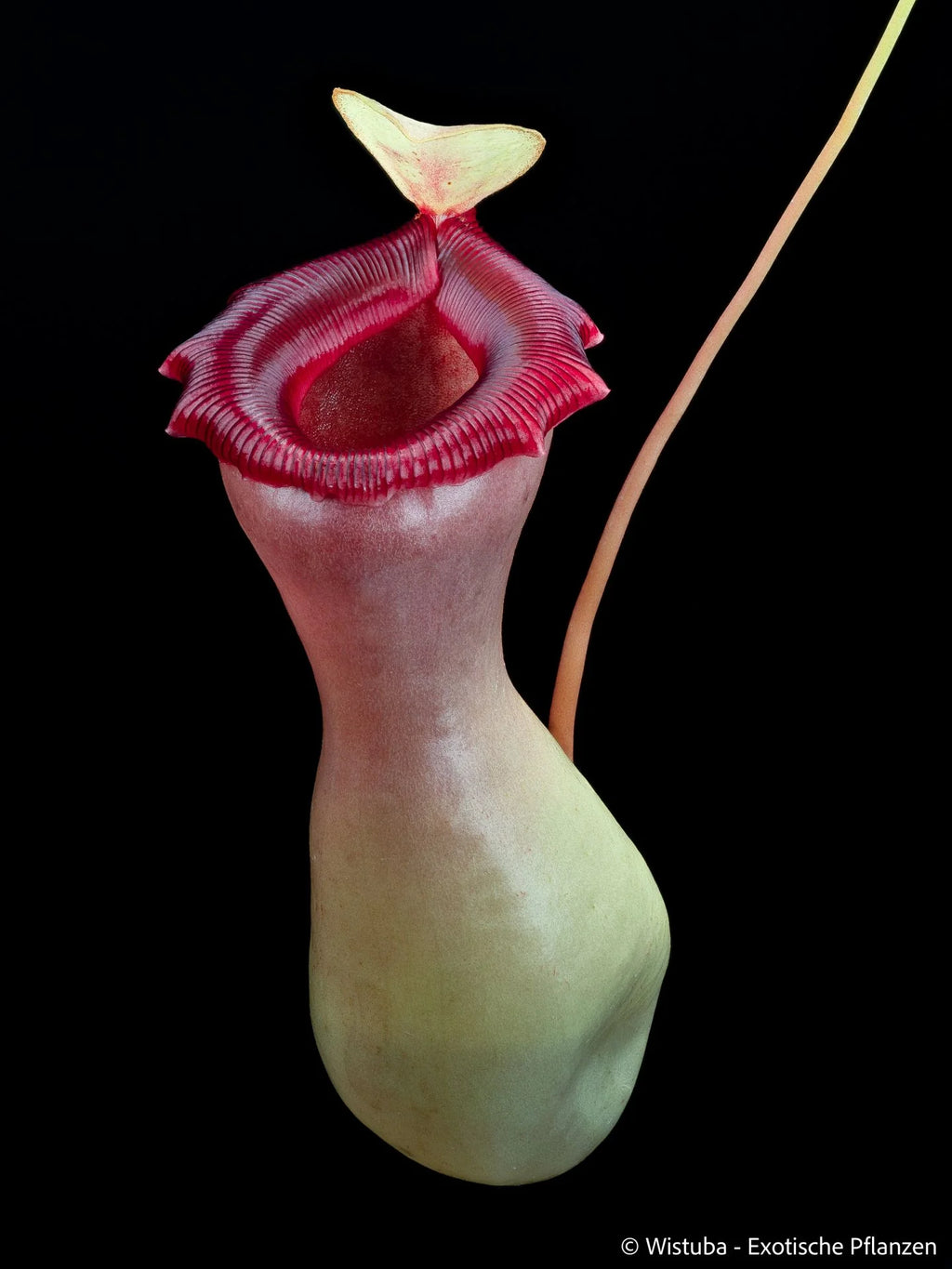 Nepenthes ventricosa "Porcelain" / "Alba" 大森食虫植物農園