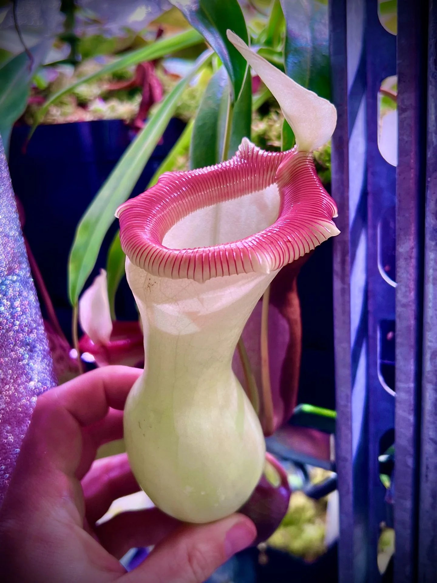 Nepenthes ventricosa "Porcelain" / "Alba" 大森食虫植物農園