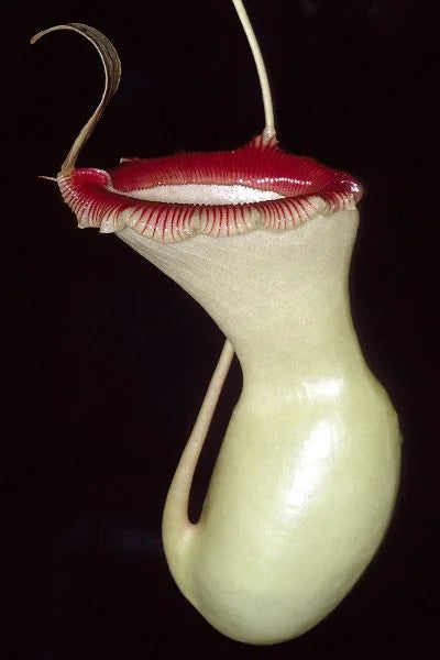 Nepenthes ventricosa "Porcelain" / "Alba" 大森食虫植物農園