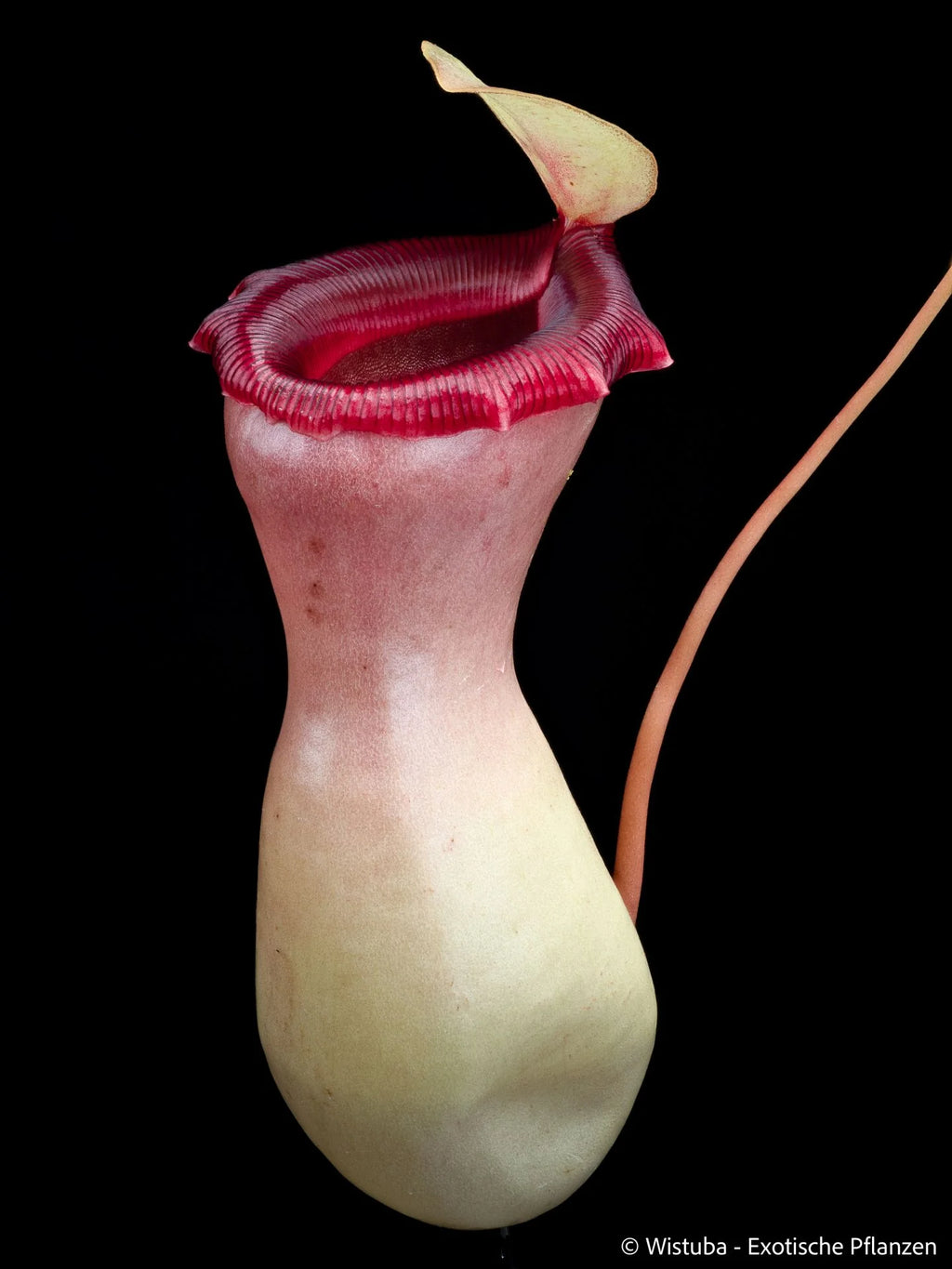 Nepenthes ventricosa "Porcelain" / "Alba" 大森食虫植物農園