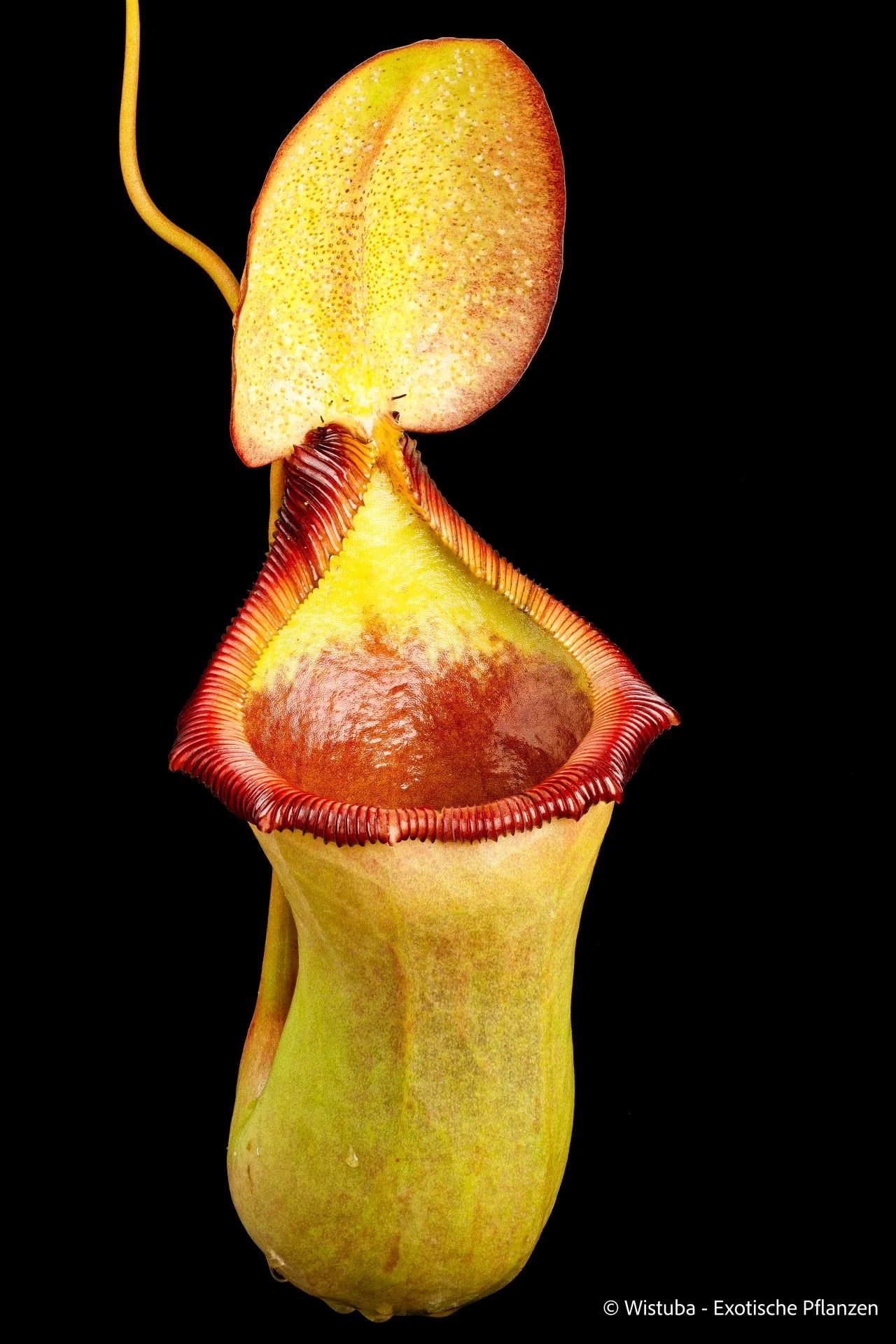 Nepenthes ventricosa × ephippiata 大森食虫植物農園