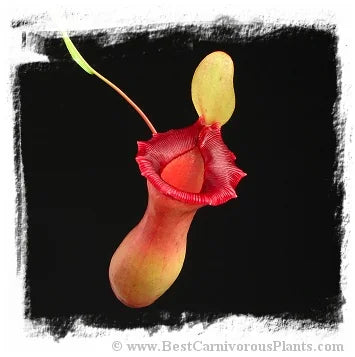 Nepenthes ventricosa {red form} [BCP ID# S337] (20粒の種子) 大森食虫植物農園