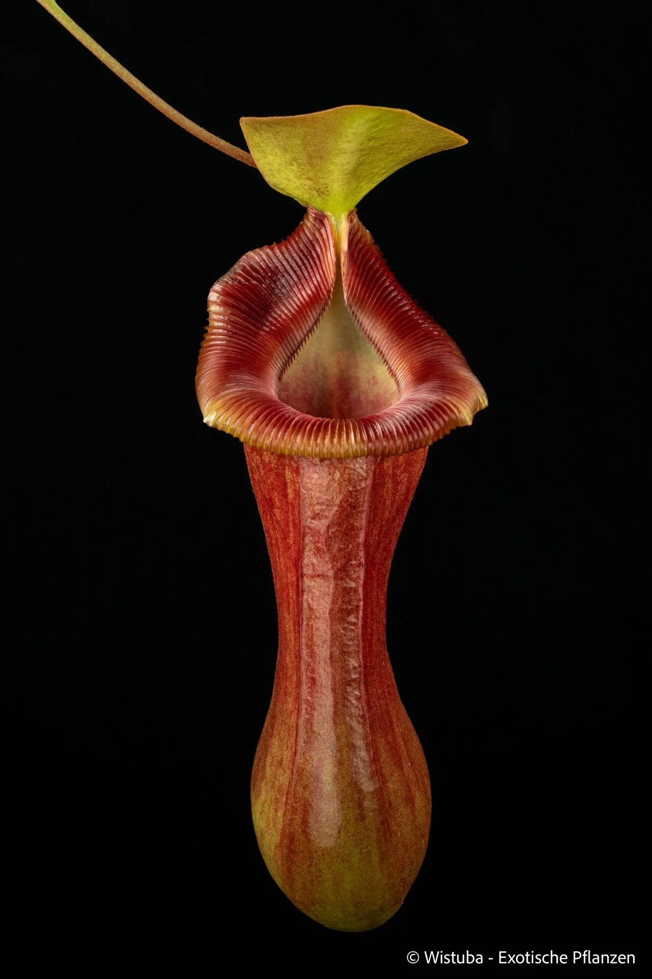 Nepenthes ventricosa x Trusmadiensis 大森食虫植物農園