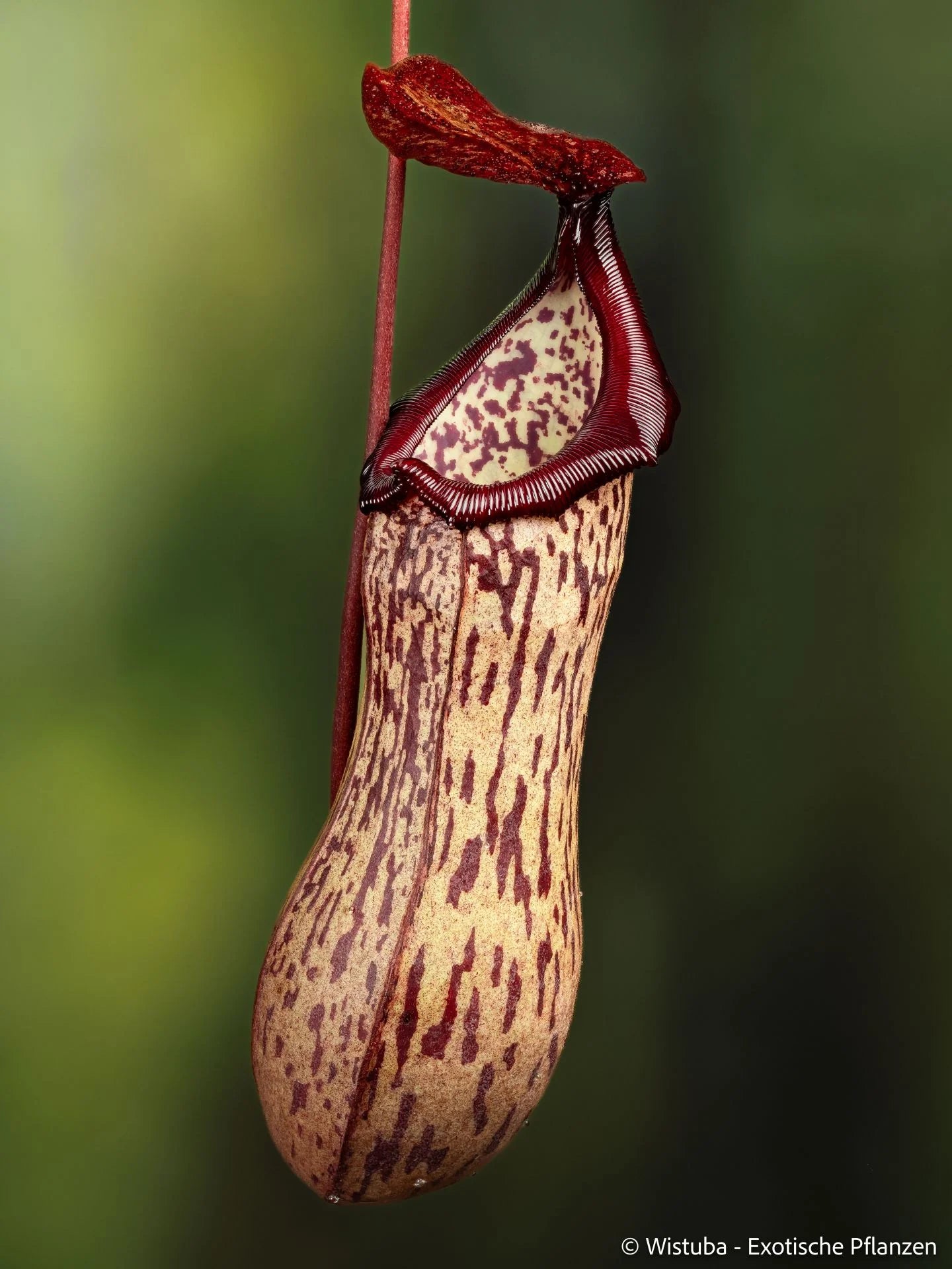 Nepenthes ventricosa x boschiana 大森食虫植物農園