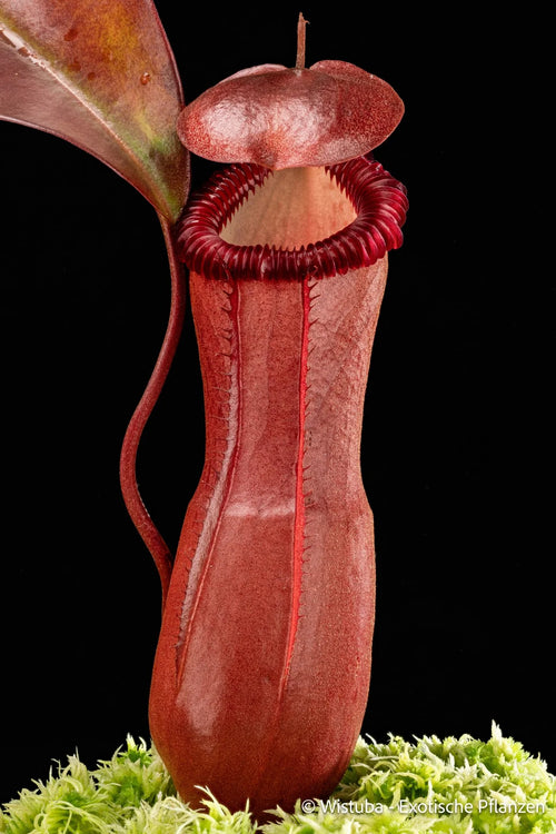 Nepenthes ventricosa x edwardsiana 大森食虫植物農園
