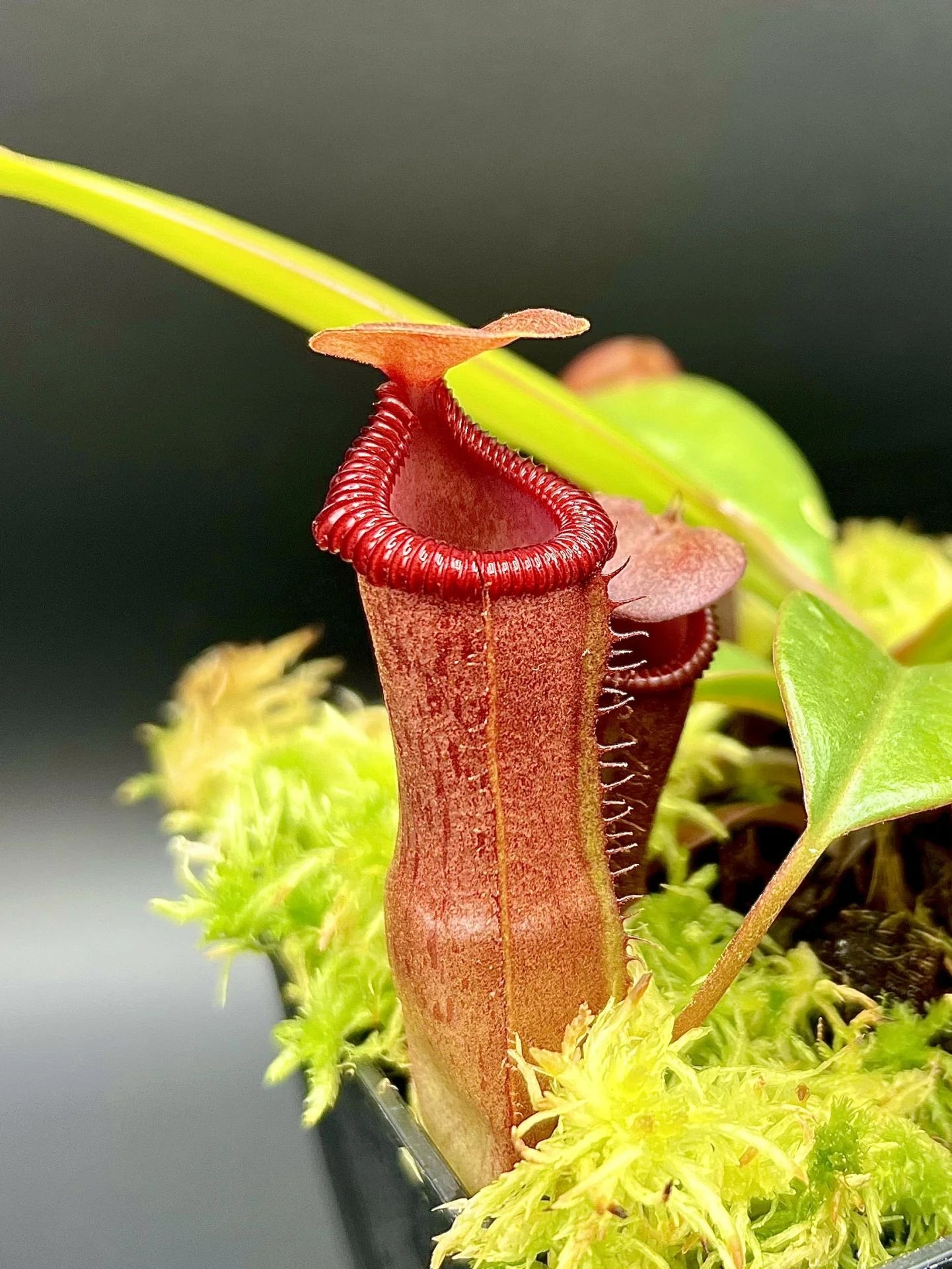 Nepenthes ventricosa x edwardsiana 大森食虫植物農園