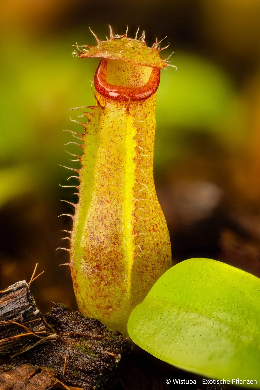 Nepenthes ventricosa x edwardsiana 大森食虫植物農園