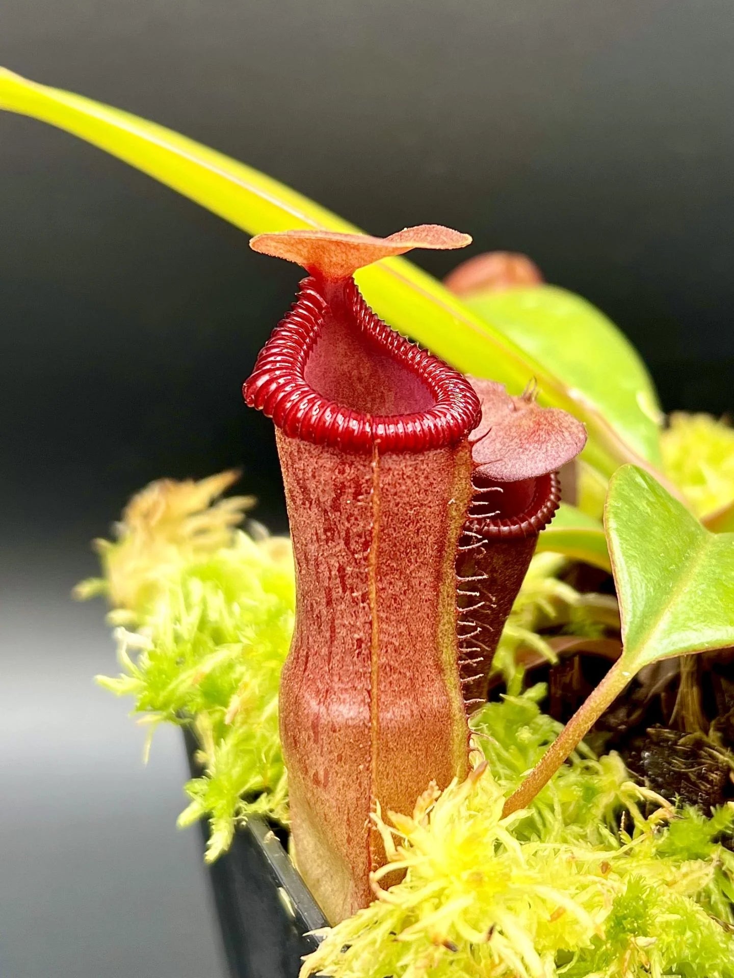 Nepenthes ventricosa x edwardsiana 大森食虫植物農園