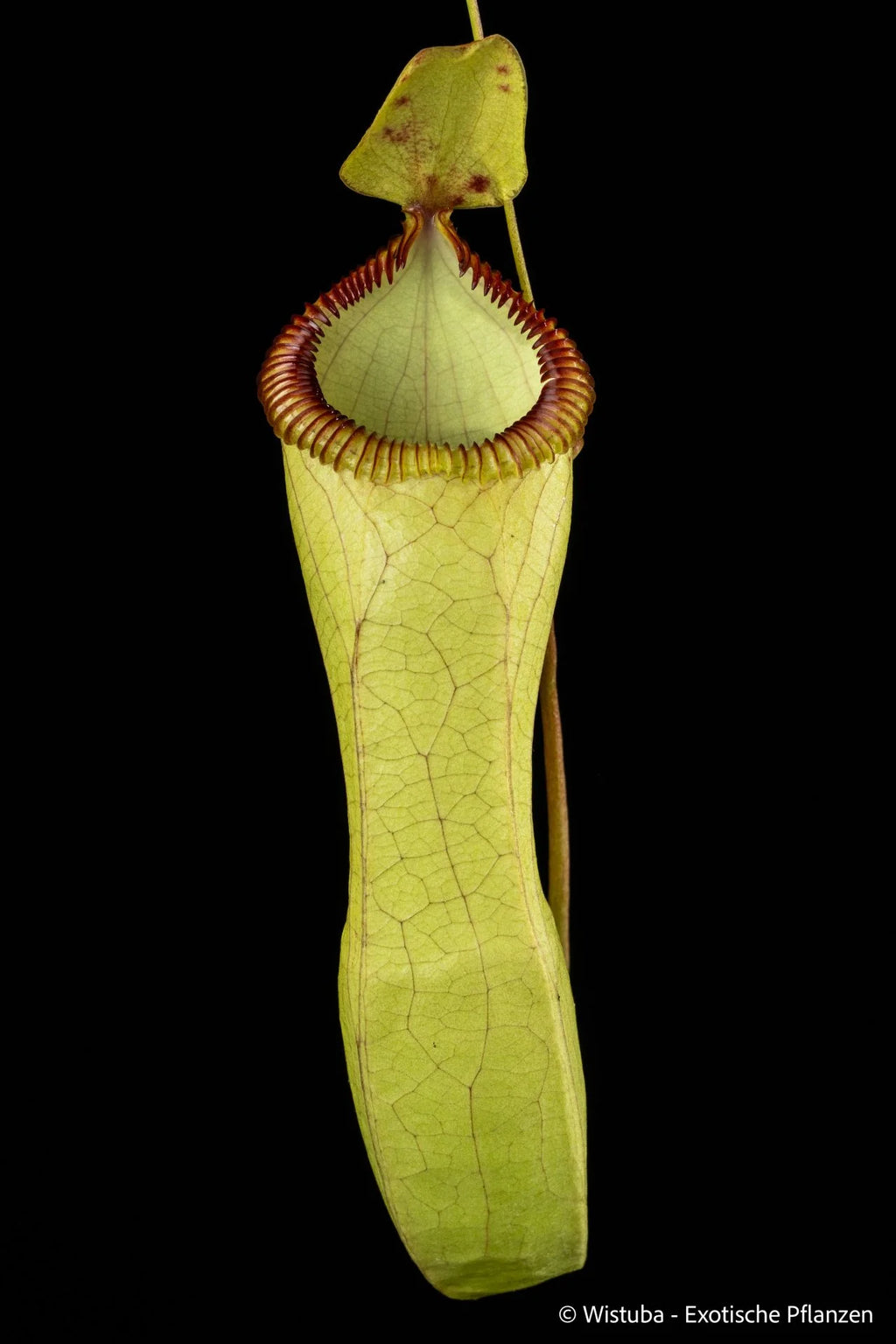 Nepenthes ventricosa x hamata 大森食虫植物農園