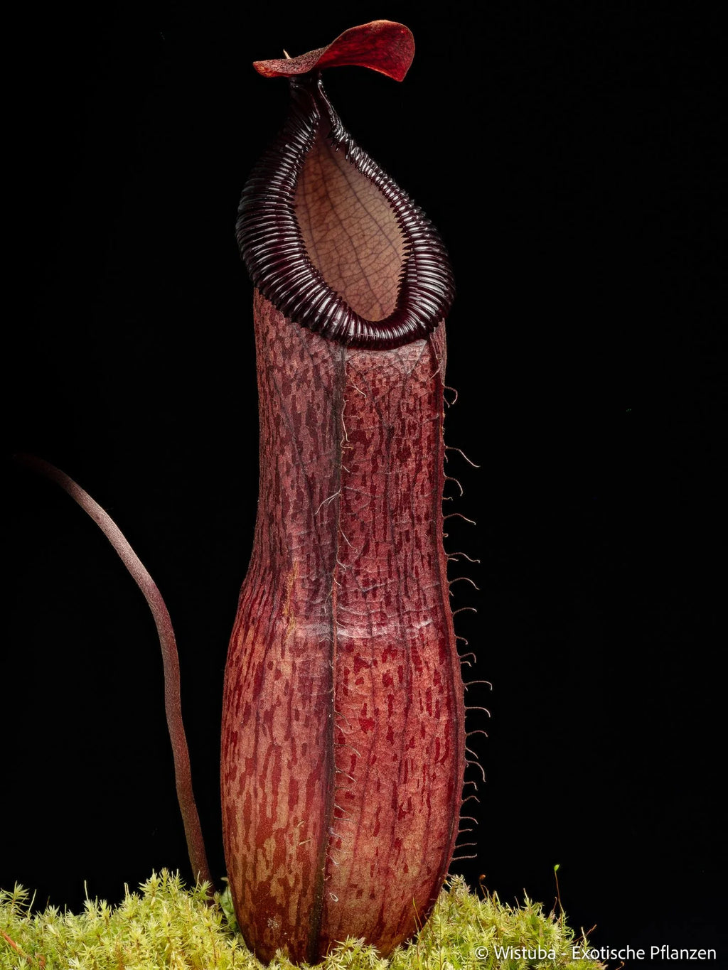Nepenthes ventricosa x hamata 大森食虫植物農園