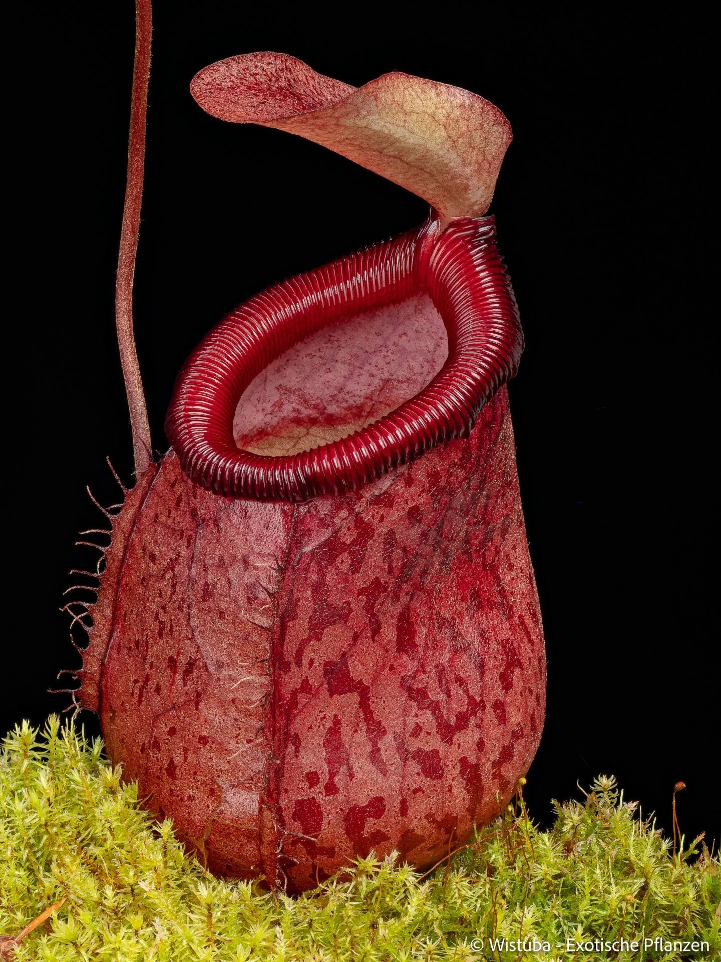 Nepenthes ventricosa x undulatifolia 大森食虫植物農園
