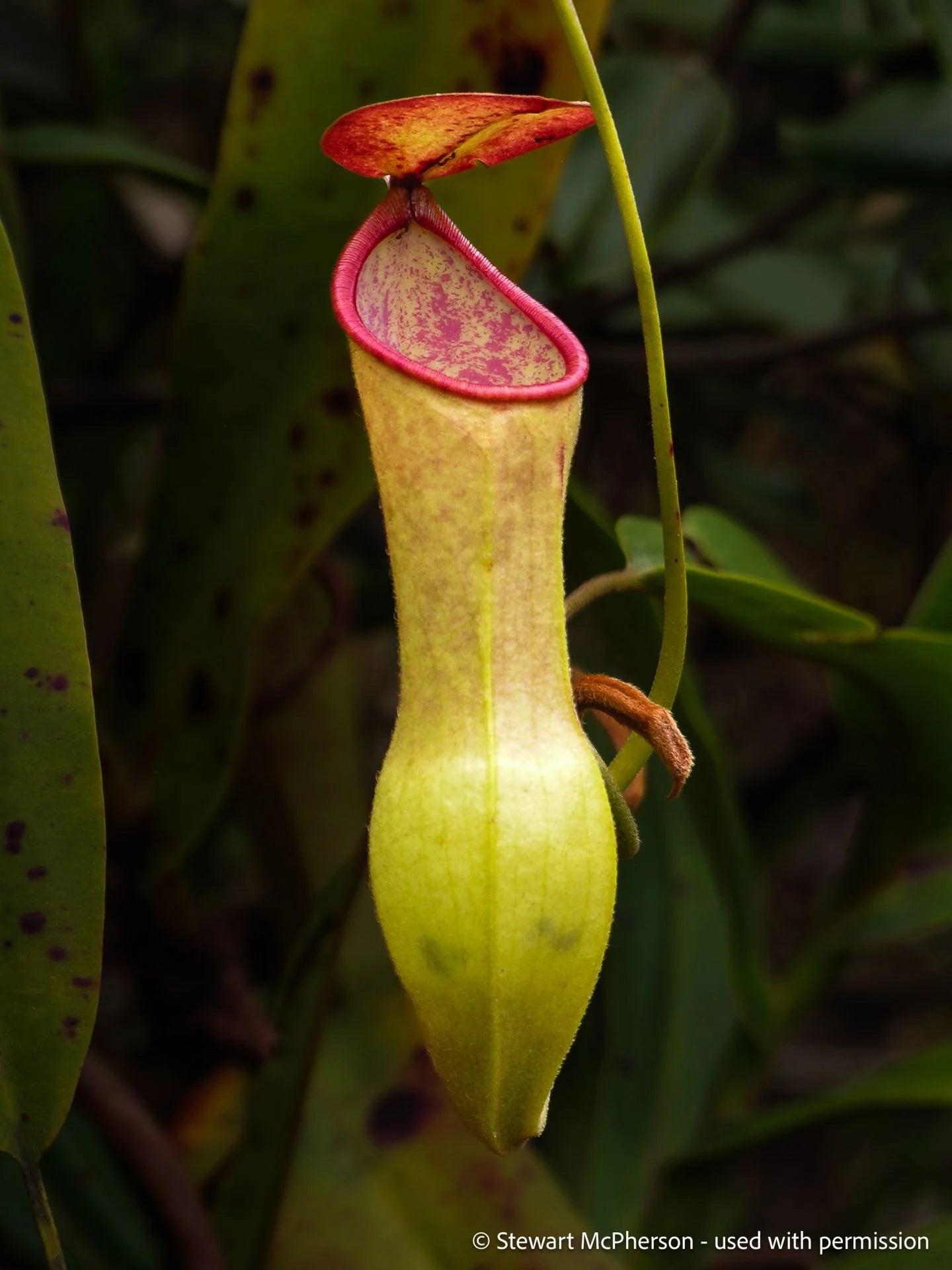 Nepenthes vieillardii (New Caledonia) 大森食虫植物農園