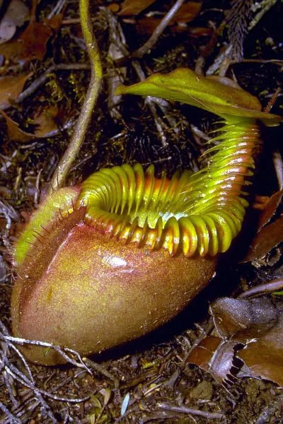 Nepenthes villosa (Mt. Kinabalu, Borneo) 大森食虫植物農園