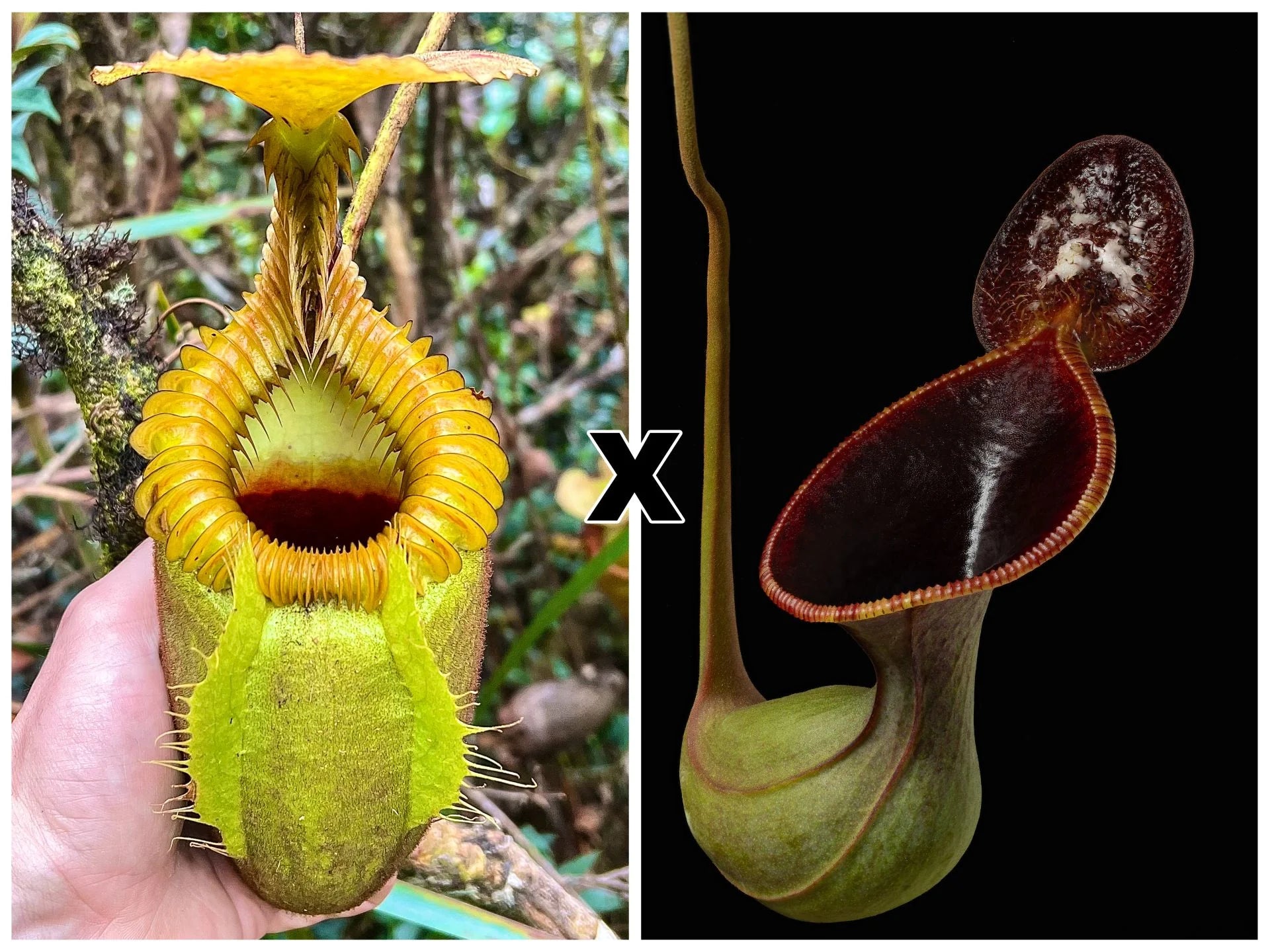 Nepenthes villosa x lowii 大森食虫植物農園
