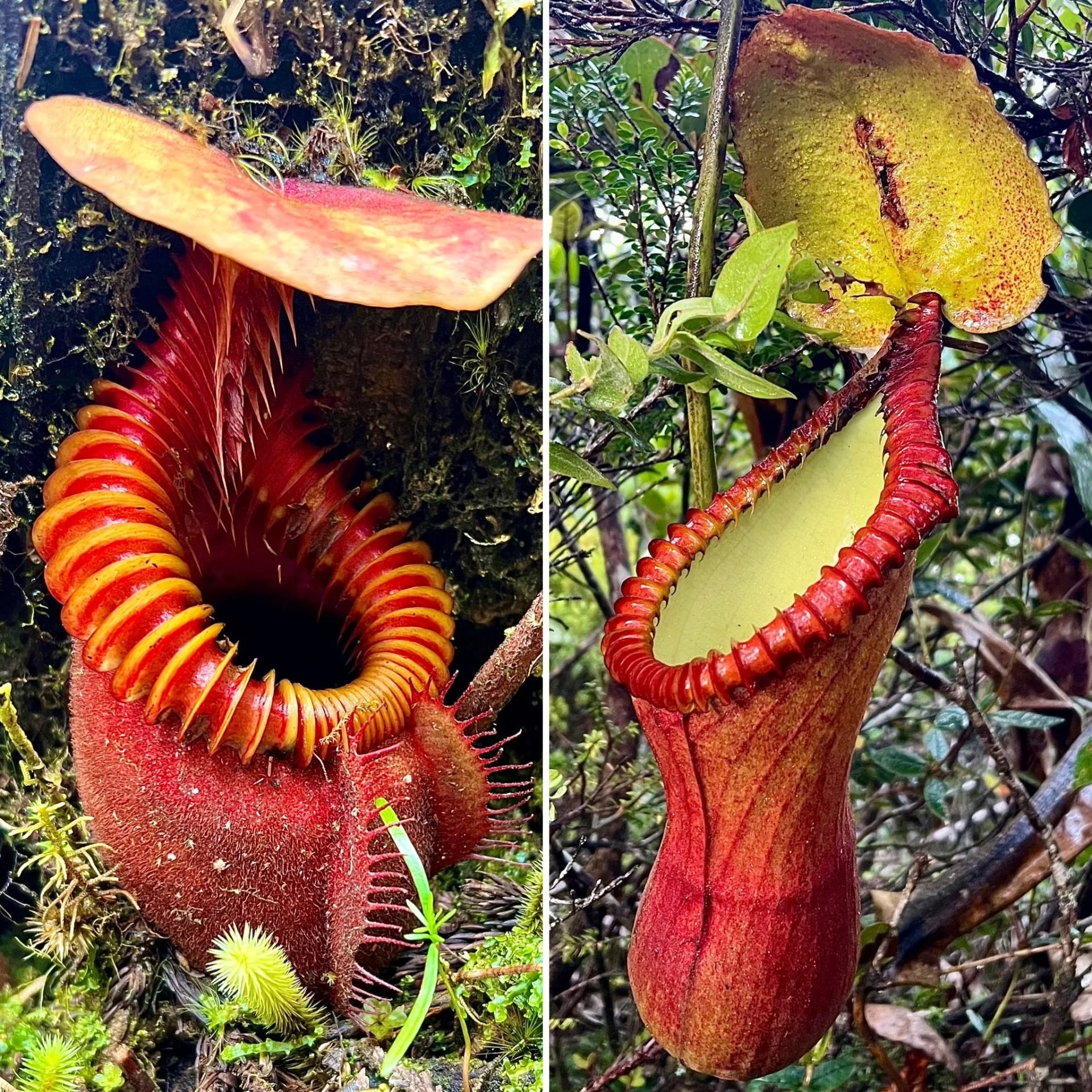 Nepenthes villosa x macrophylla 大森食虫植物農園