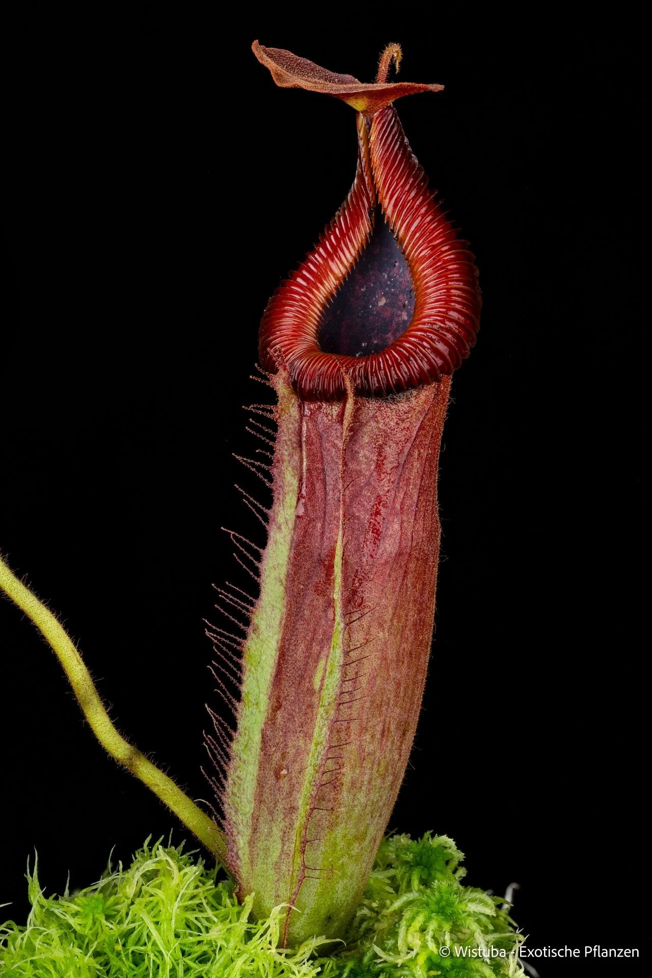 Nepenthes villosa x truncata 大森食虫植物農園