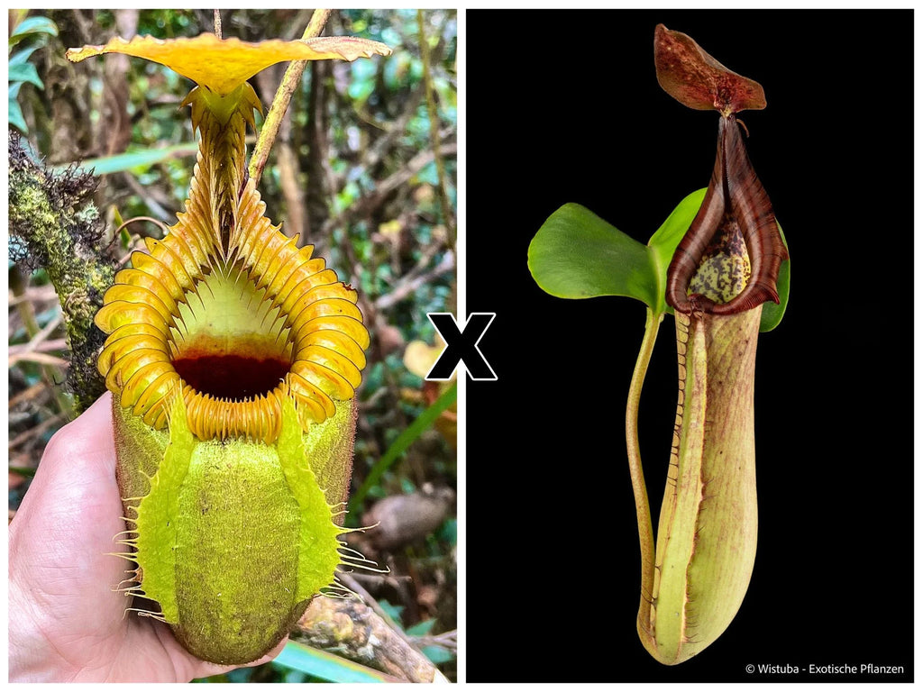 Nepenthes villosa x truncata 大森食虫植物農園