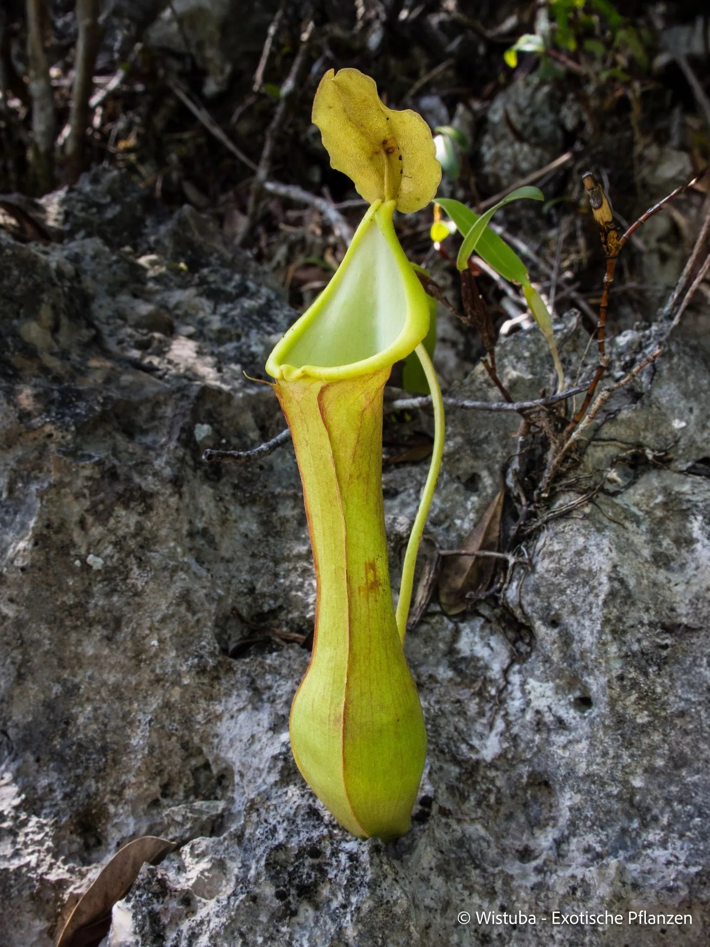 Nepenthes viridis (Dinagat, Mindanao, Philippines) 大森食虫植物農園