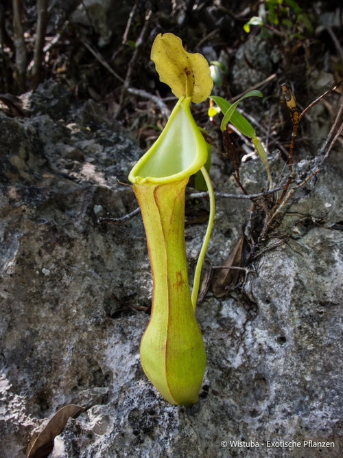 Nepenthes viridis (Dinagat, Mindanao, Philippines) 大森食虫植物農園