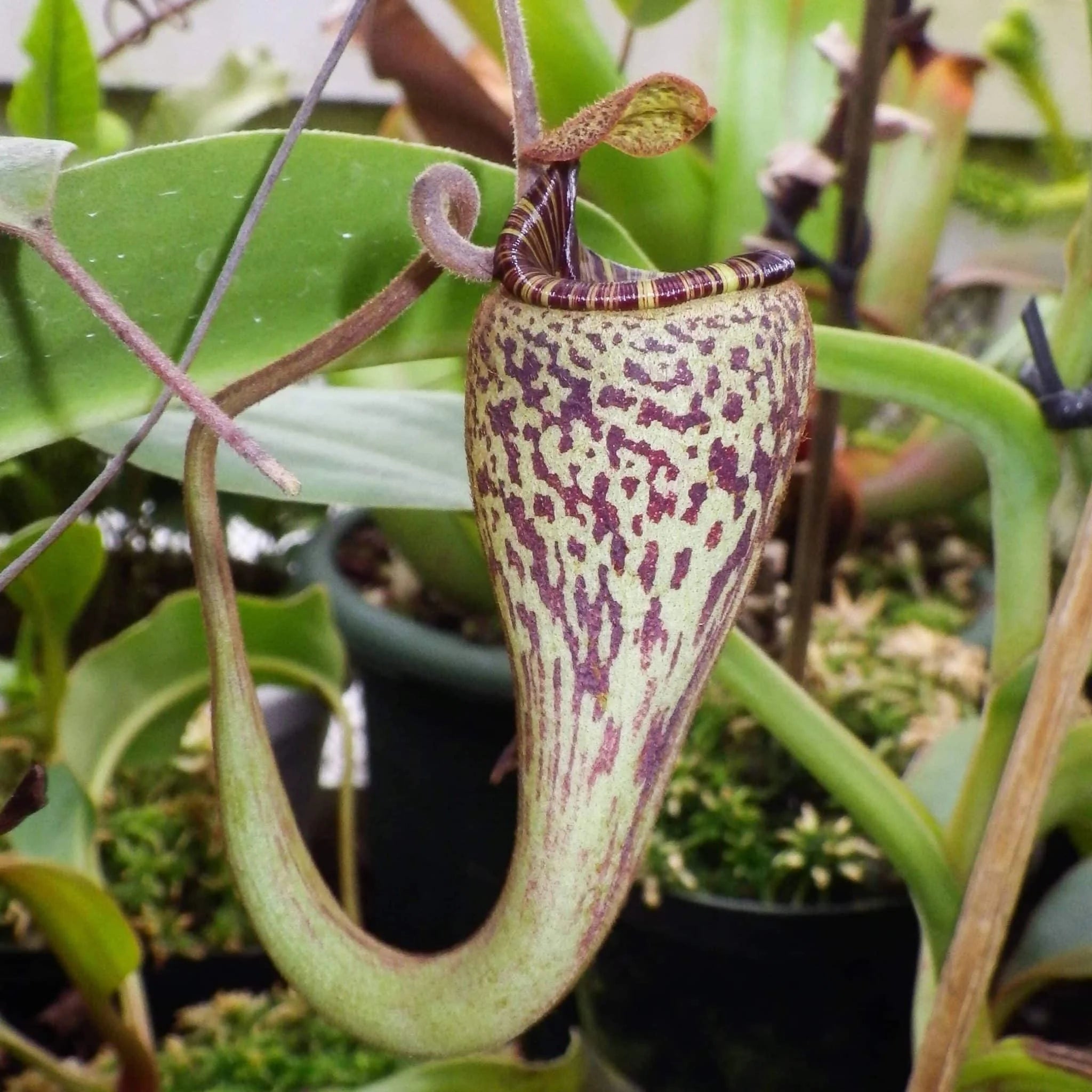Nepenthes vogelii, 7-10 cm 大森食虫植物農園