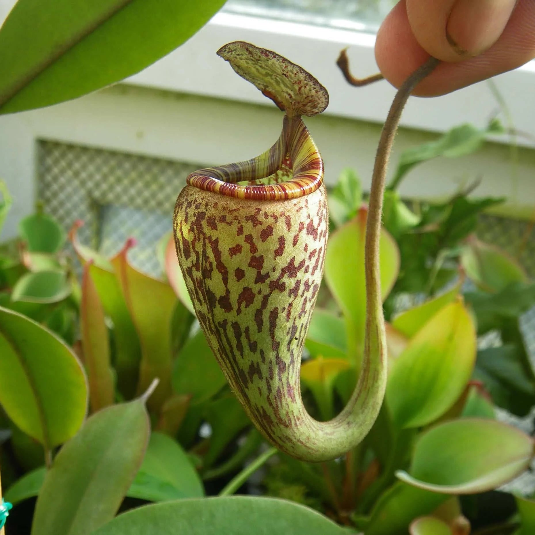 Nepenthes vogelii, 7-10 cm 大森食虫植物農園