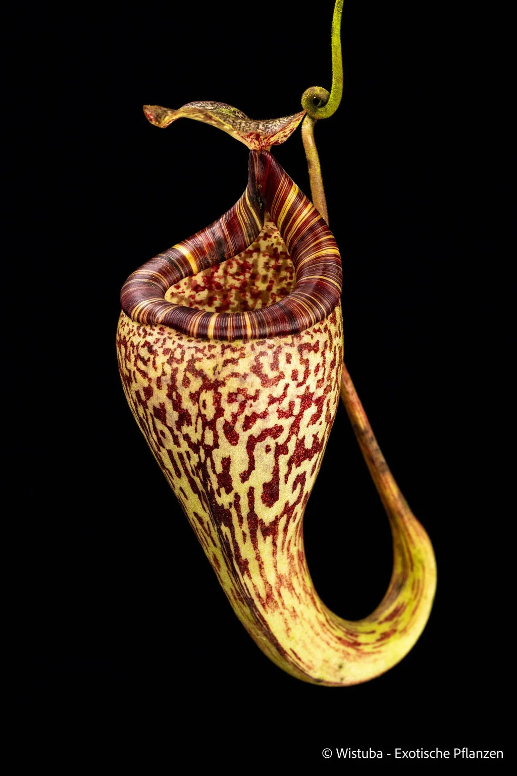 Nepenthes vogelii (Borneo) 大森食虫植物農園