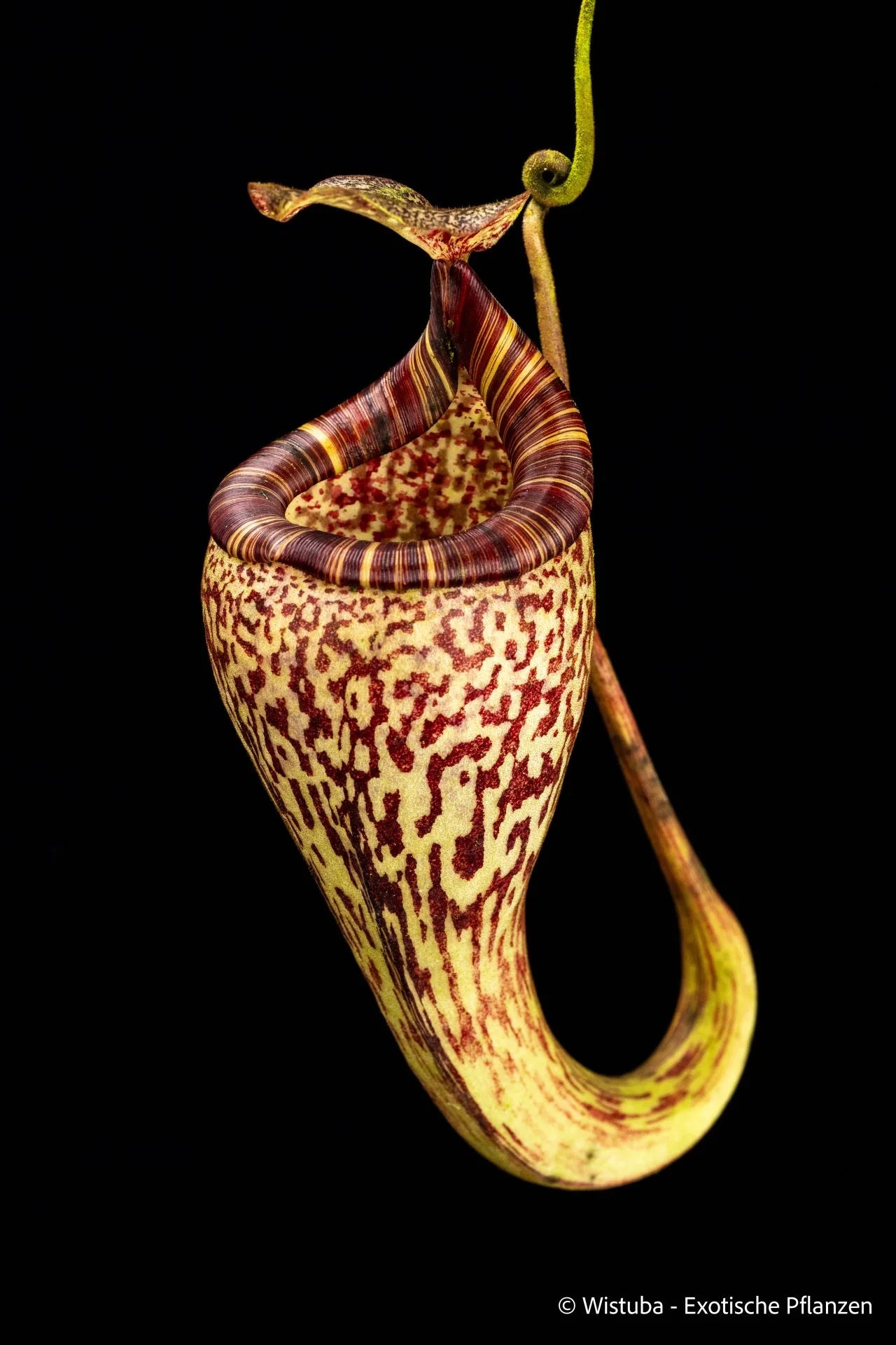 Nepenthes vogelii (Borneo) 大森食虫植物農園