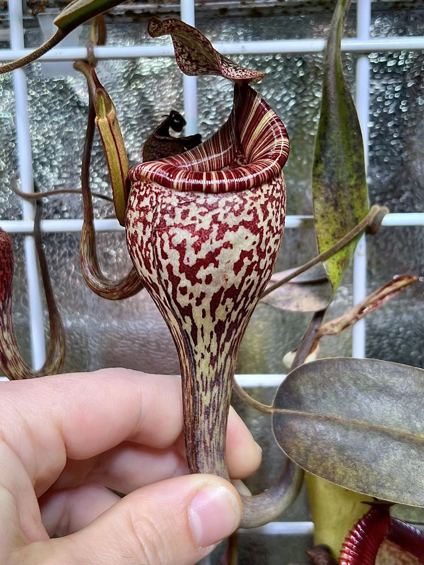 Nepenthes vogelii (Borneo) 大森食虫植物農園