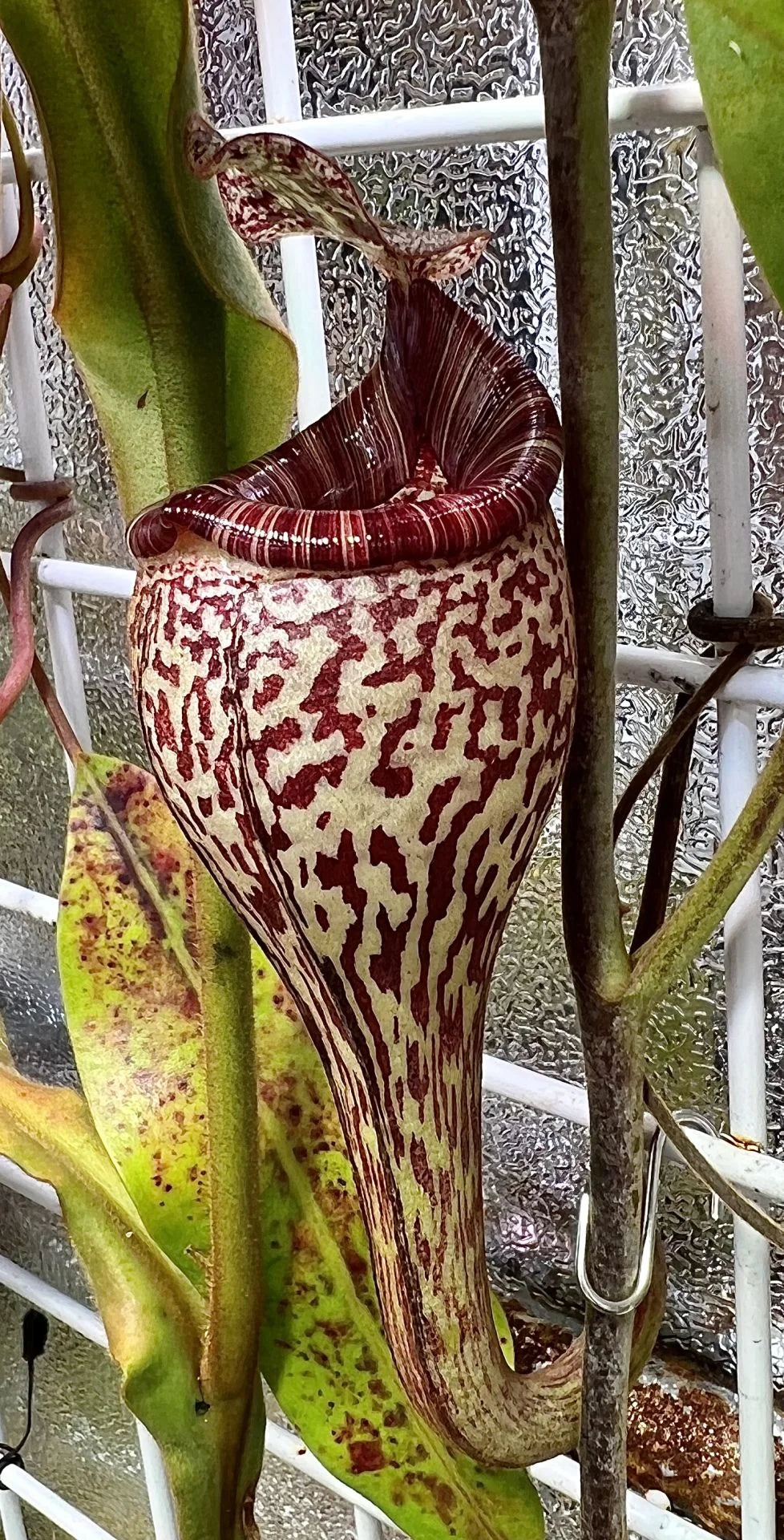 Nepenthes vogelii (Borneo) 大森食虫植物農園