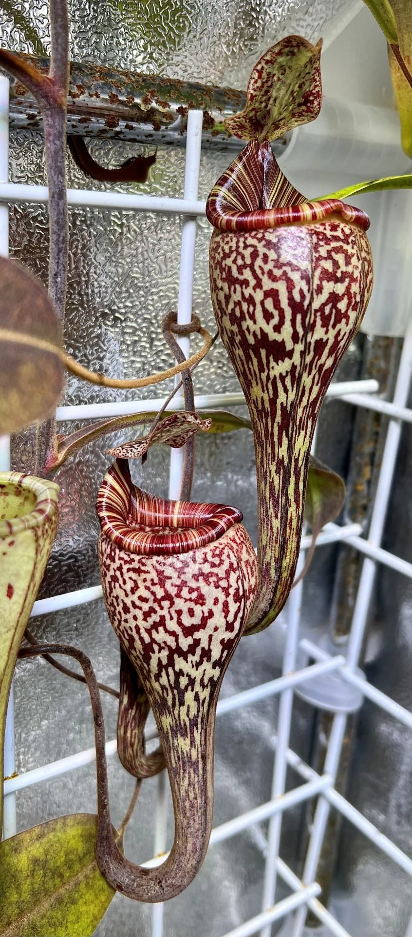 Nepenthes vogelii (Borneo) 大森食虫植物農園