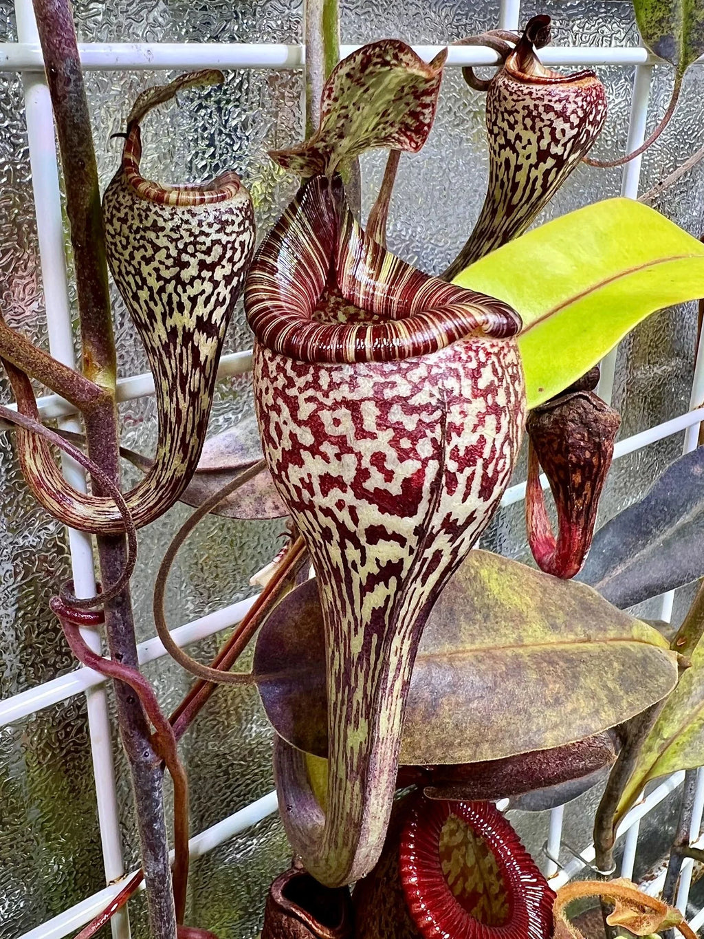 Nepenthes vogelii (Borneo) 大森食虫植物農園