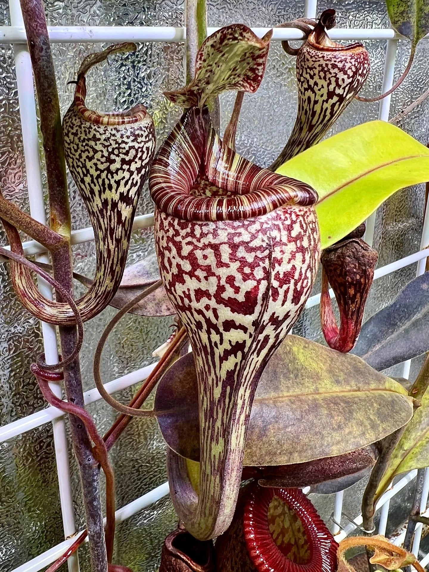 Nepenthes vogelii (Borneo) 大森食虫植物農園