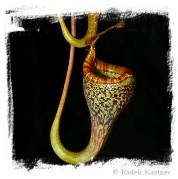 Nepenthes vogelii {seedgrown individuals, Gunung Murud Range, Sabah, Borneo, 1300 m} [BCP ID# N1996, 1997, 2004] / 1株の苗, サイズ 3-6 cm 大森食虫植物農園