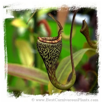 Nepenthes vogelii {seedgrown individuals, Gunung Murud Range, Sabah, Borneo, 1300 m} [BCP ID# N1996, 1997, 2004] / 1株の苗, サイズ 3-6 cm 大森食虫植物農園